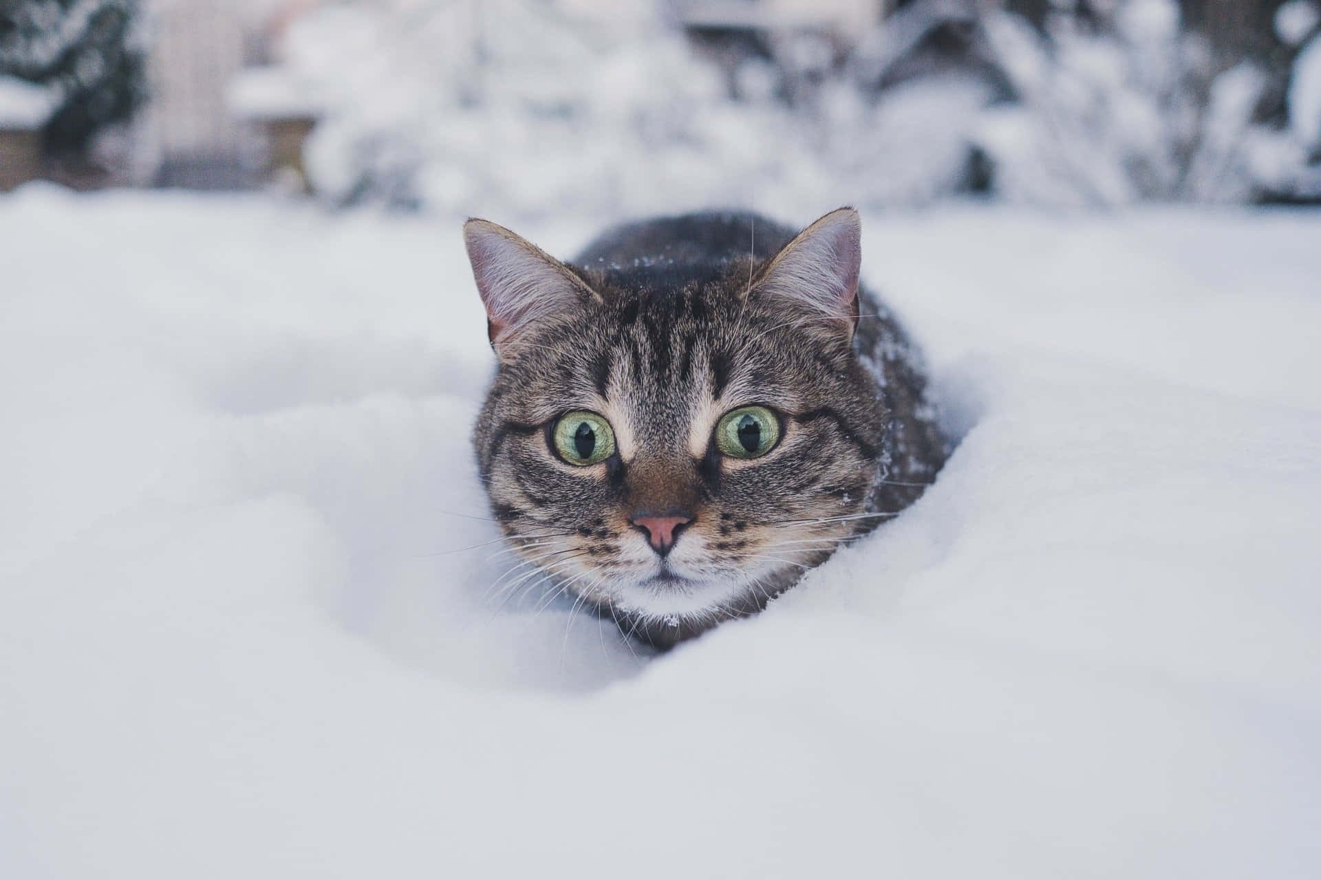  壁紙 — 一隻虎斑貓擁有引人注目的綠色眼睛，好奇地從冬季花園的雪堆中探出頭來。