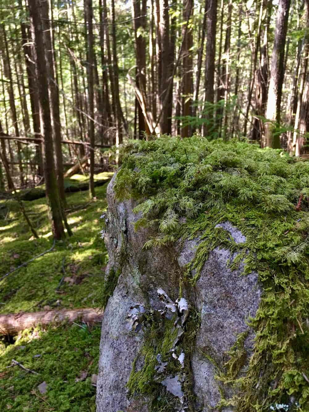 Green Moss 桌布 壁紙 — 陽光斑駁的森林中，一塊長滿苔蘚的石頭，周圍有高大的樹木和柔軟的綠色灌木。