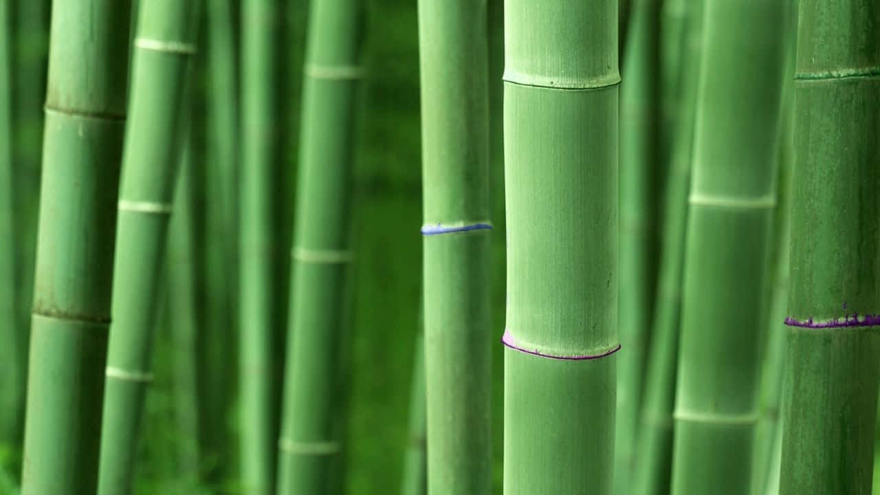  壁紙 — 高大的綠色竹莖帶有紫色節點，矗立在茂密的森林中，背景柔和模糊。