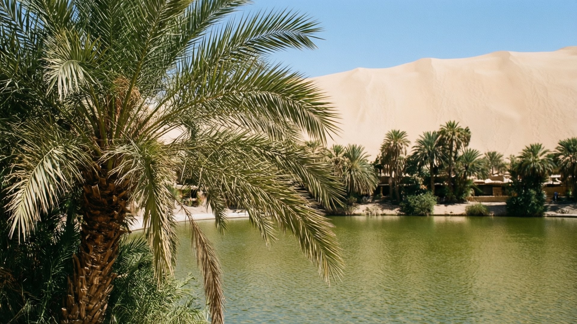 Desert Oasis Palm 壁紙 — 高大的棕櫚樹環繞著一個寧靜的綠色綠洲池塘，背後沙丘在清澈的藍天下升起。
