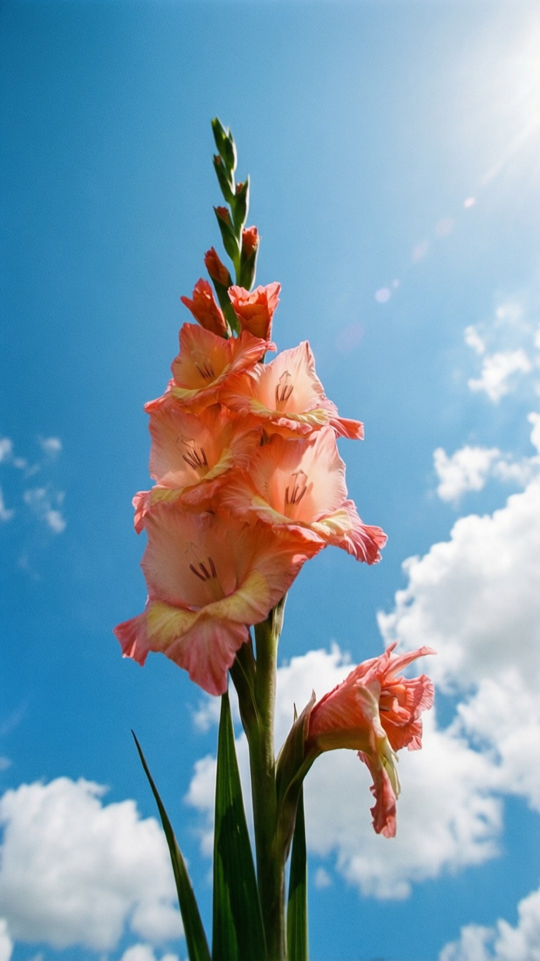 Gladiolus Against Sky 壁紙 — 一株高大的蜜桃色劍蘭花在明亮的藍天白雲和陽光照射下盛開。