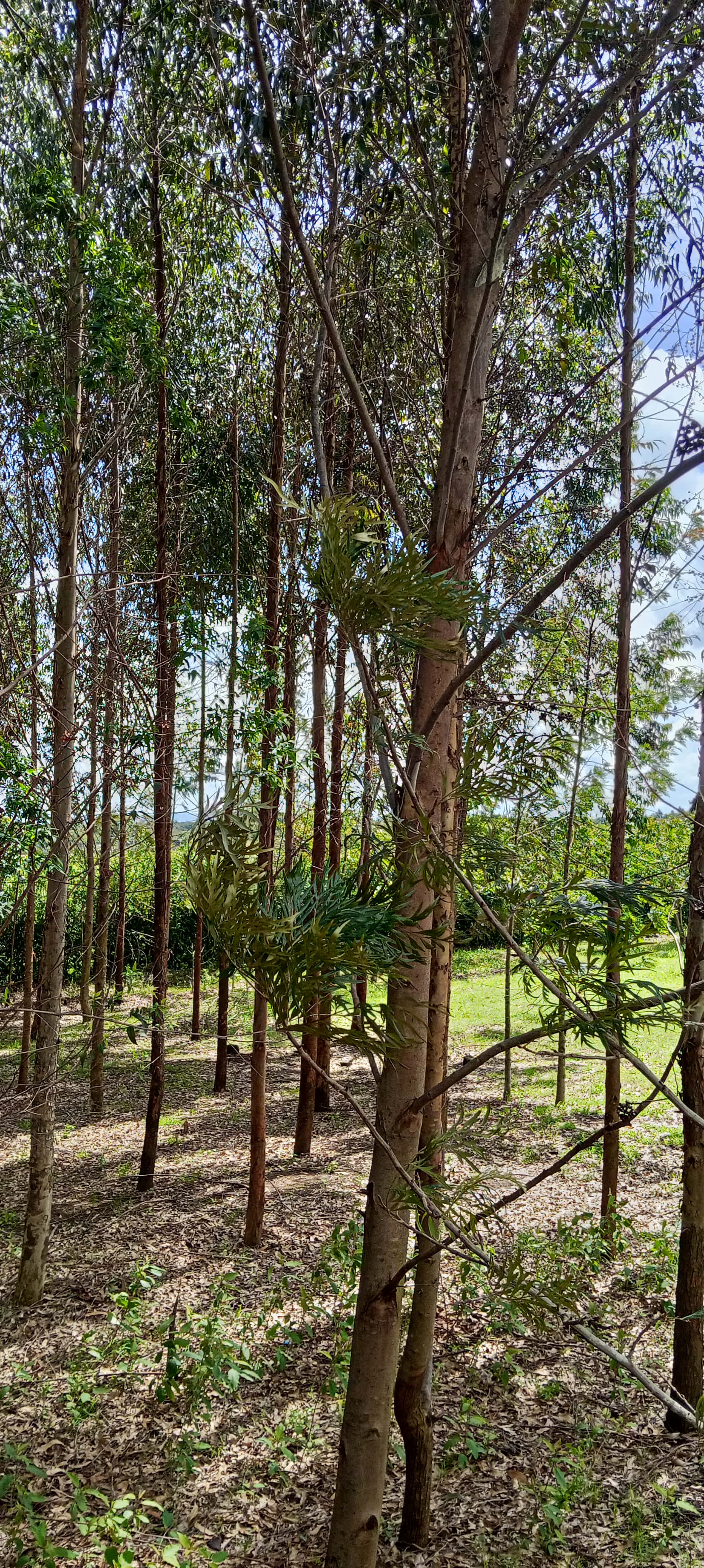 桌布 壁紙 — 高大纖細的樹木長著綠葉，佇立在陽光普照的林間空地，斑駁的光線穿過樹枝灑落。