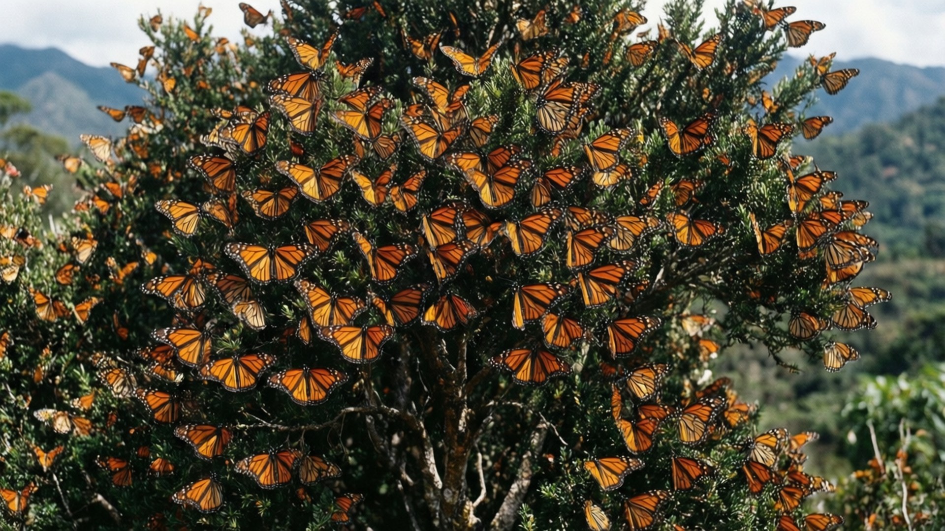 Monarch Butterfly Tree 壁紙 — 成千上萬的橙色帝王蝶密密麻麻地覆蓋著一棵綠色灌木，背景是起伏的山丘和多雲的天空。