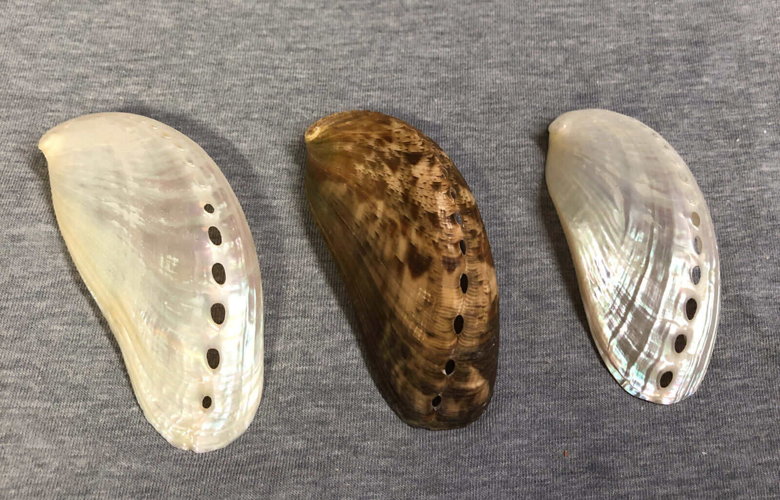  壁紙 — 三個鮑魚殼，內部呈現彩虹色，帶有鑽孔，放置在灰色布料表面上。