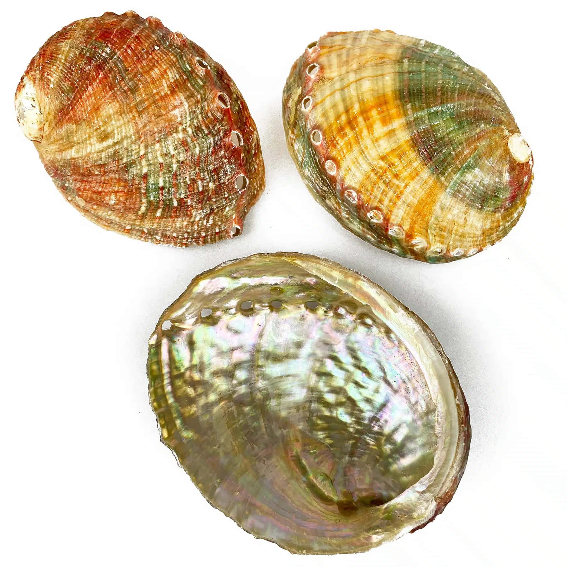  壁紙 — 三個鮑魚殼，內部呈彩虹色，外部有彩色脊紋，排列在白色背景上。