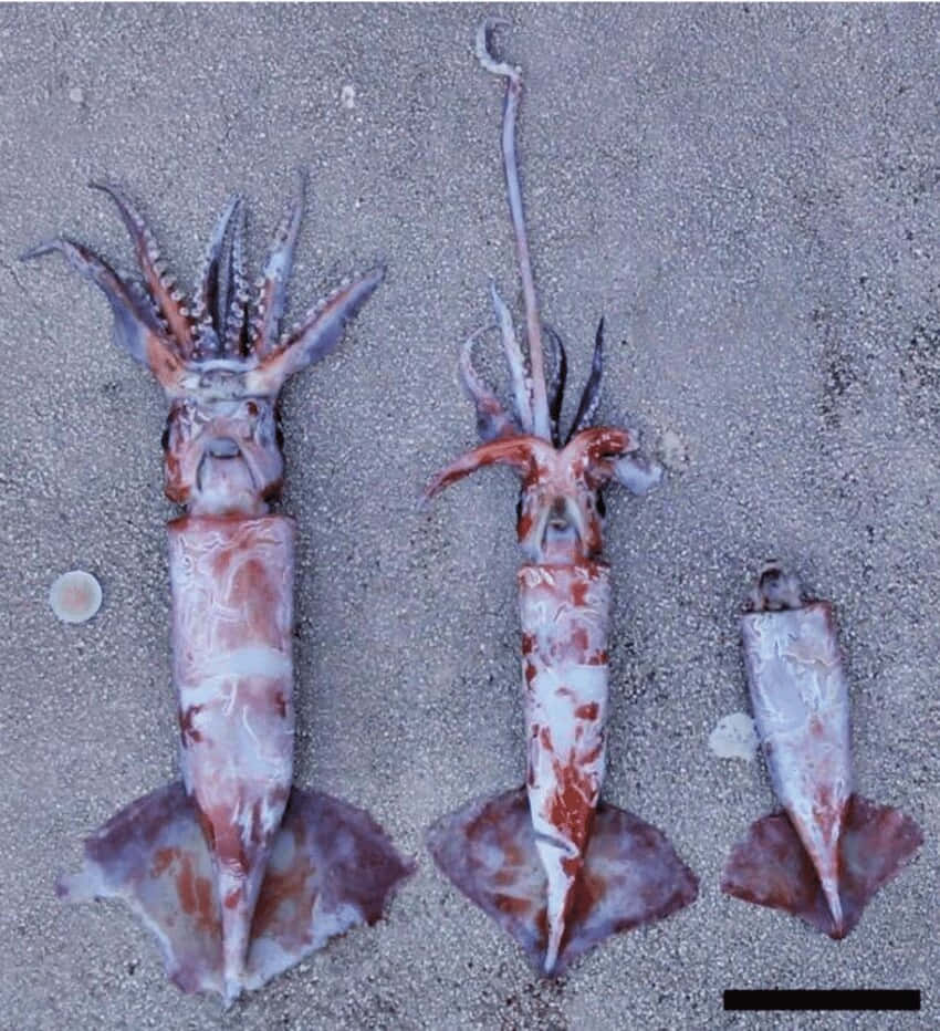  壁紙 — 三條大小不一的死魷魚躺在灰色沙上，可見觸手和墨囊。