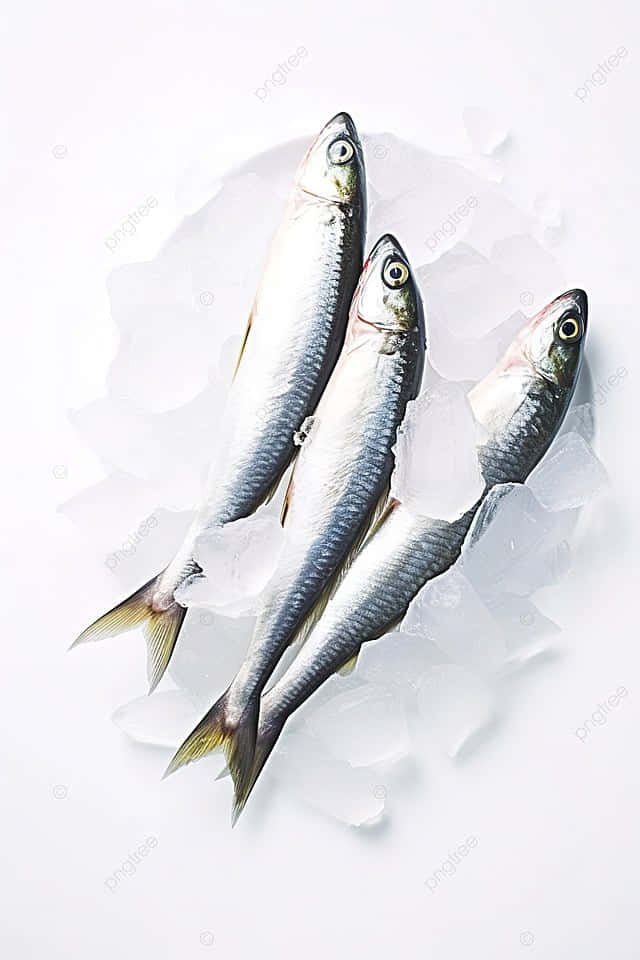  壁紙 — 三條新鮮銀魚放在半透明冰塊上，襯以純白背景。