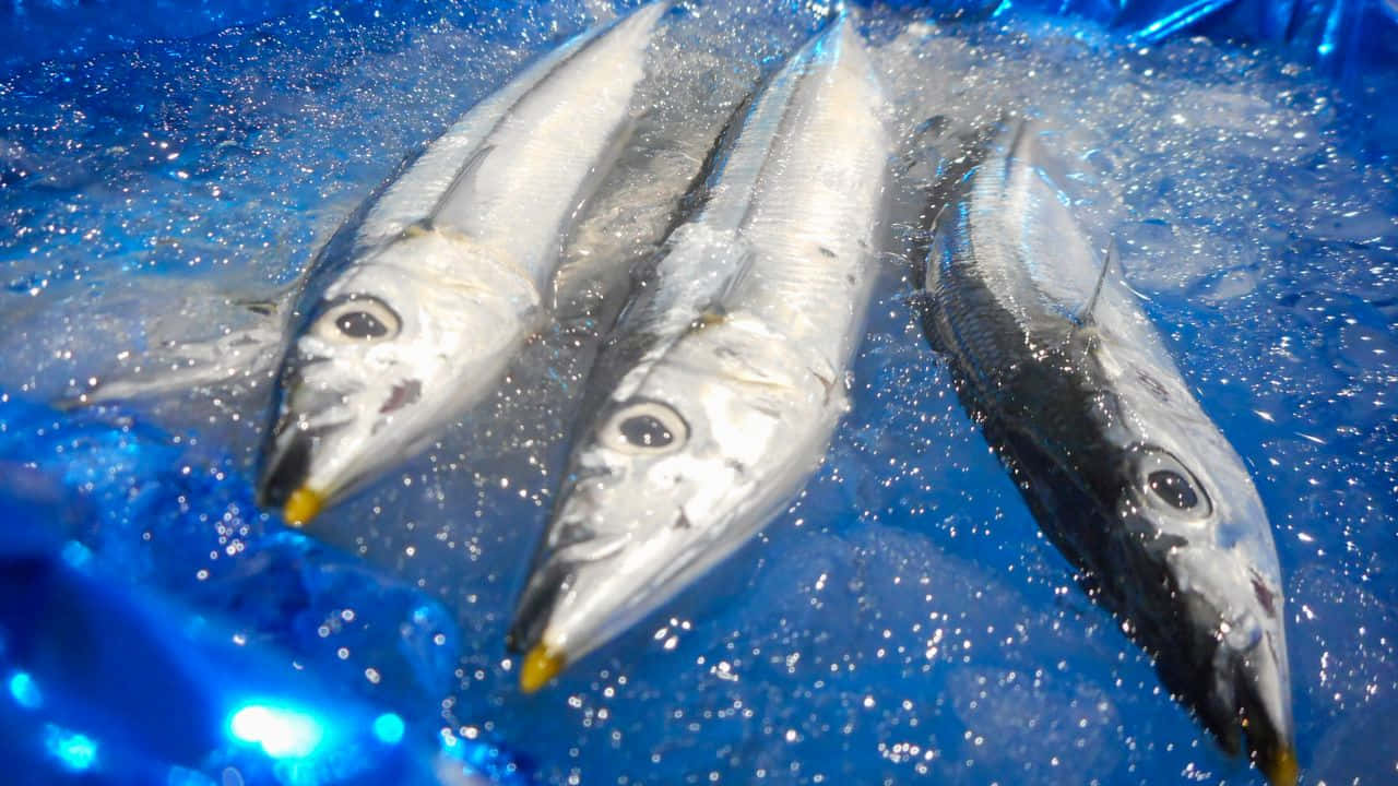  壁紙 — 三條新鮮銀魚，黃色嘴巴，放在市場攤位閃閃發光的藍冰上。