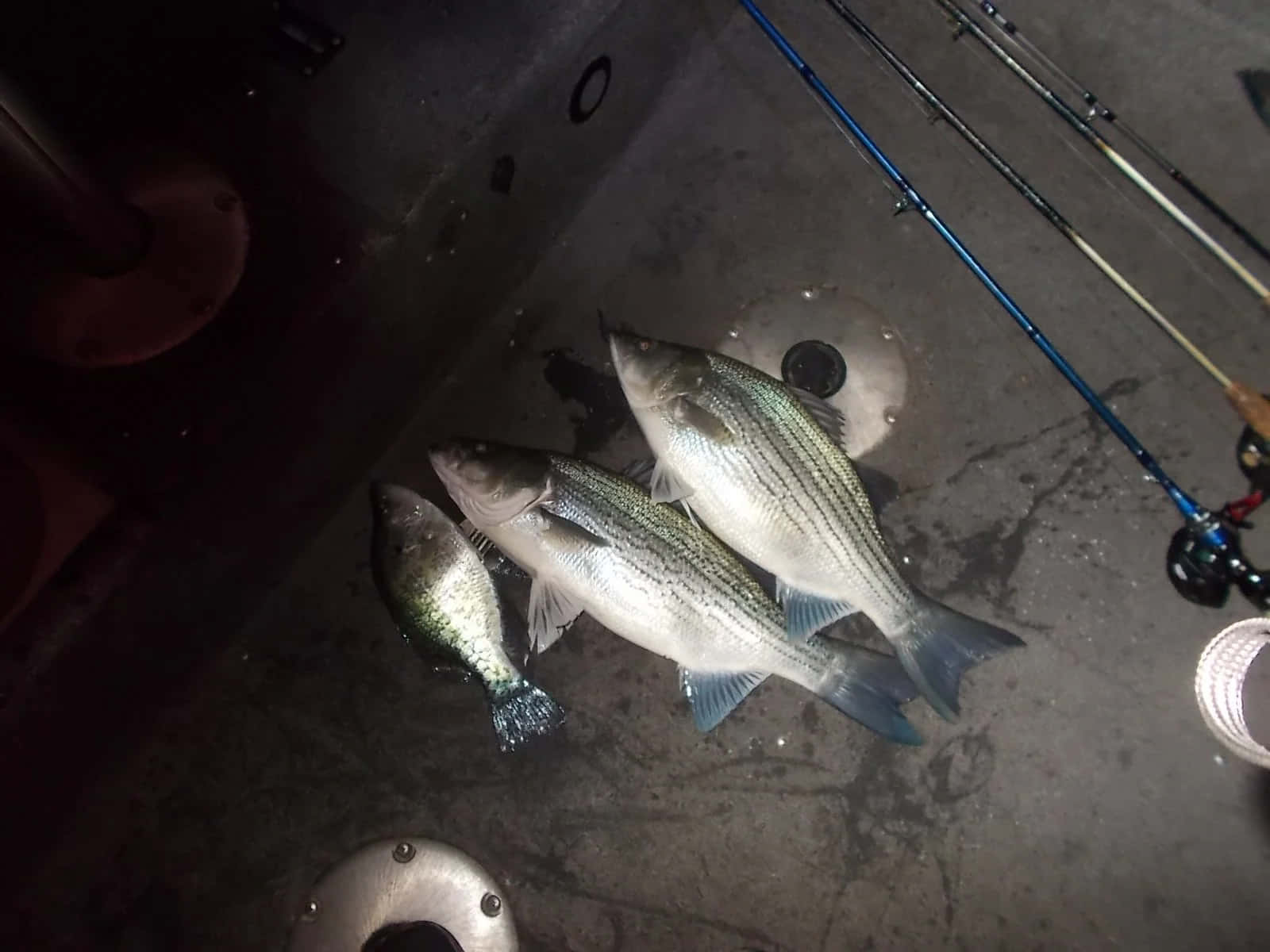  壁紙 — 三條新鮮捕獲的條紋鱸魚和一條小魚在昏暗燈光下放在濕漉漉的混凝土船甲板上，旁邊有釣魚竿。