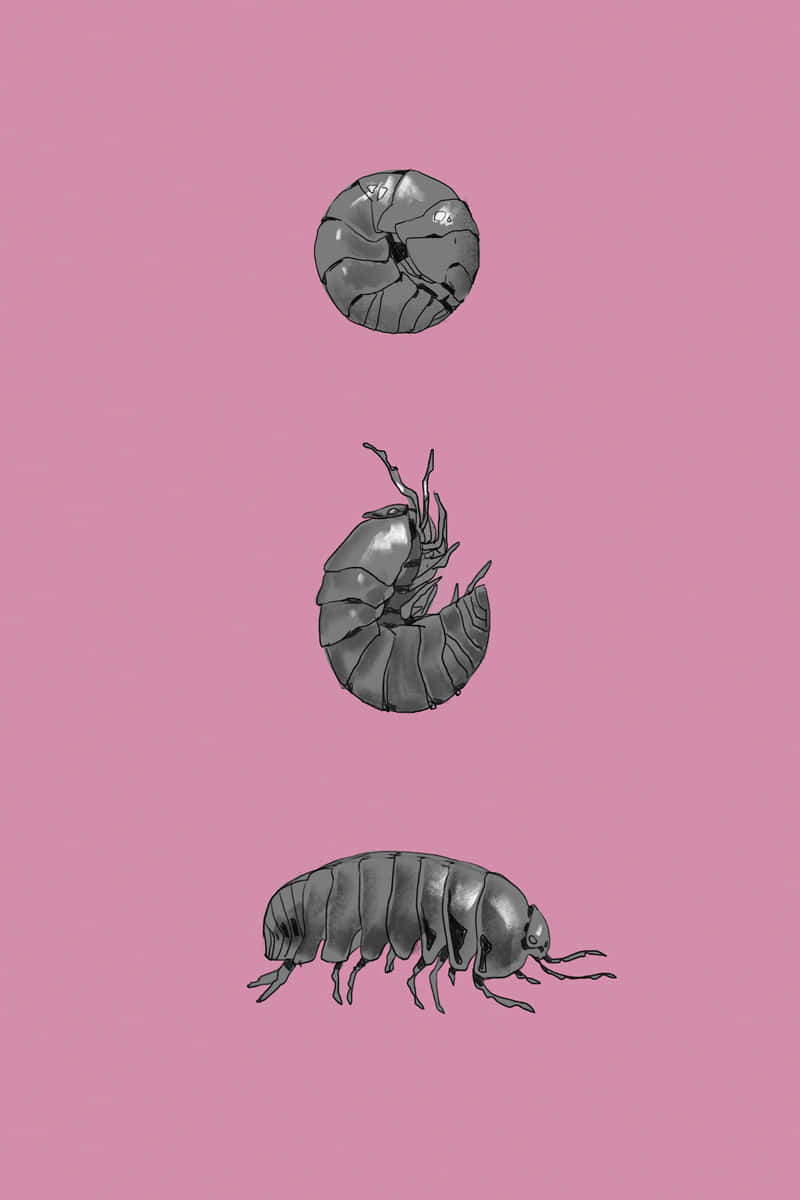  壁紙 — 三隻插圖風格的等足類動物，展示牠們在純粉紅色背景上滾成球狀的階段。