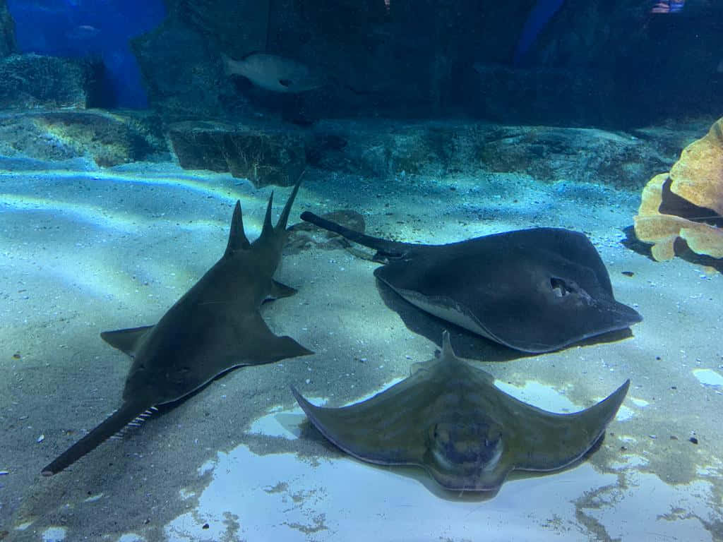  壁紙 — 三條魟魚和一條鋸鰩在藍色海水下的岩石附近沙質海床上優雅地滑行。