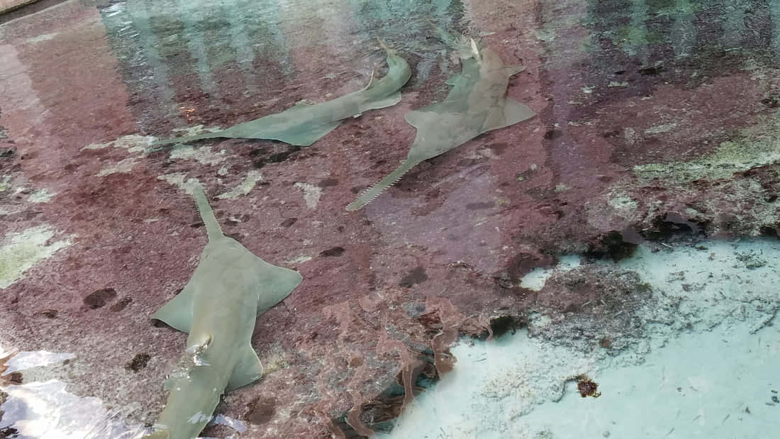  壁紙 — 三條鯊魚在清澈的淺水中，優雅地滑過有紋理、佈滿海藻的海床。