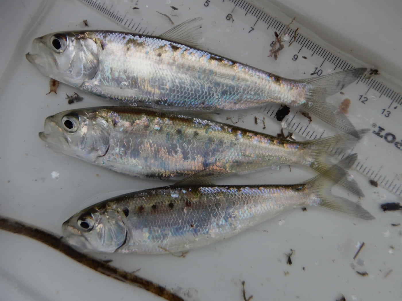  壁紙 — 三條帶有虹彩鱗片的銀色魚躺在白色表面上，旁邊有一把測量尺。