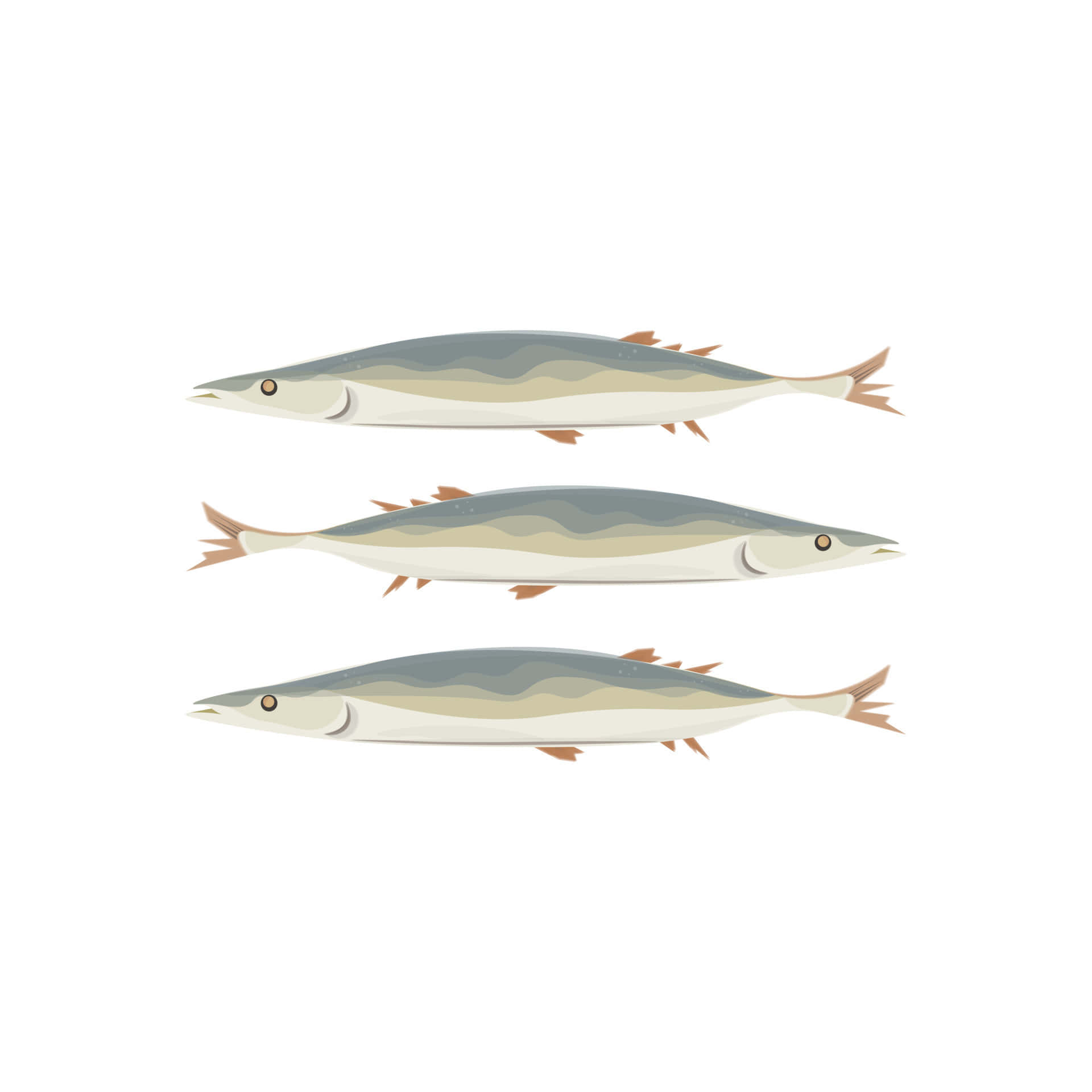  壁紙 — 三條流線型的插圖魚，銀藍色背部及橙色魚鰭，在純白背景上水平游動。