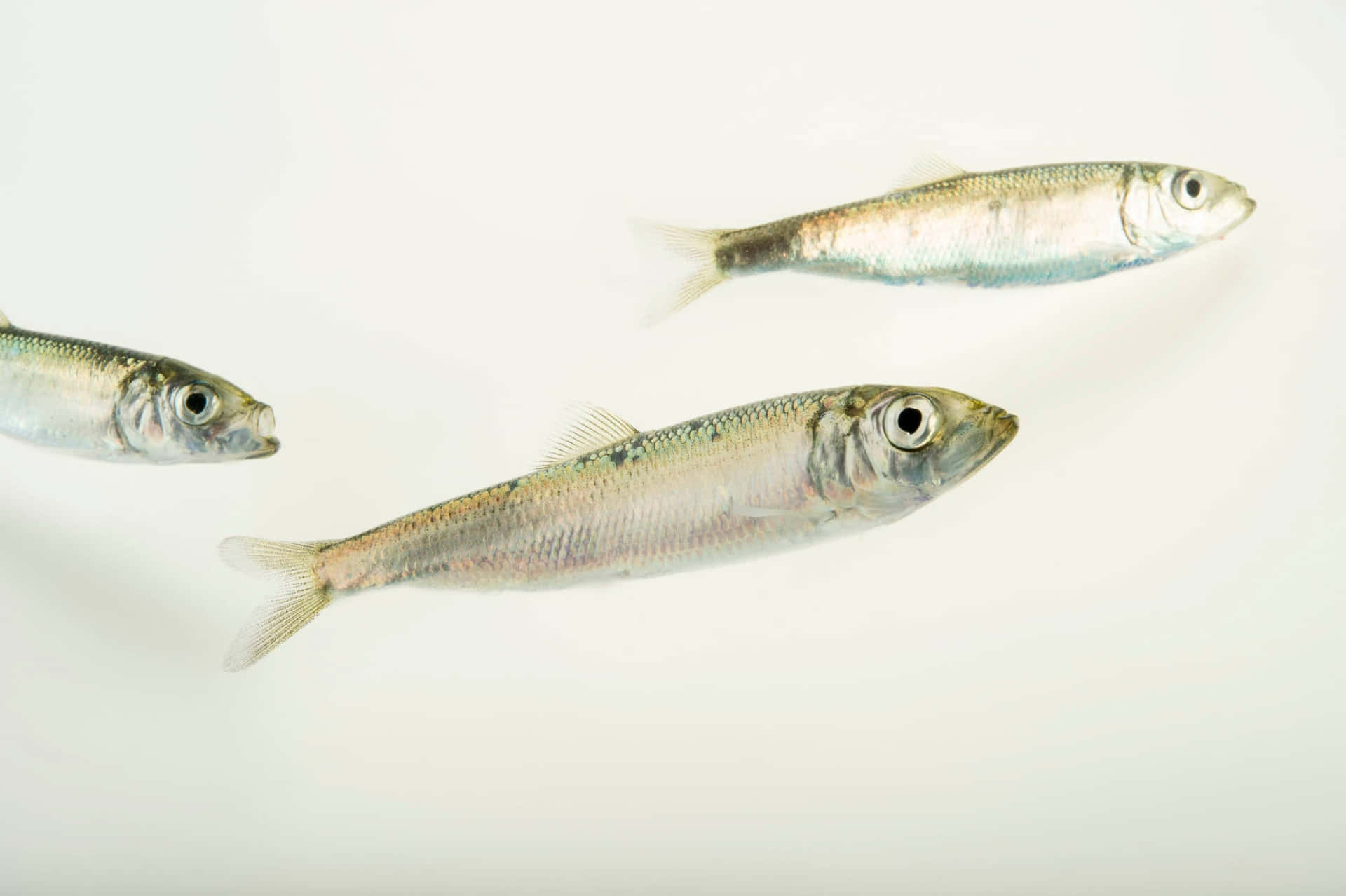  壁紙 — 三條帶有細緻鱗片和大眼睛的小銀魚，漂浮在純白色背景上。