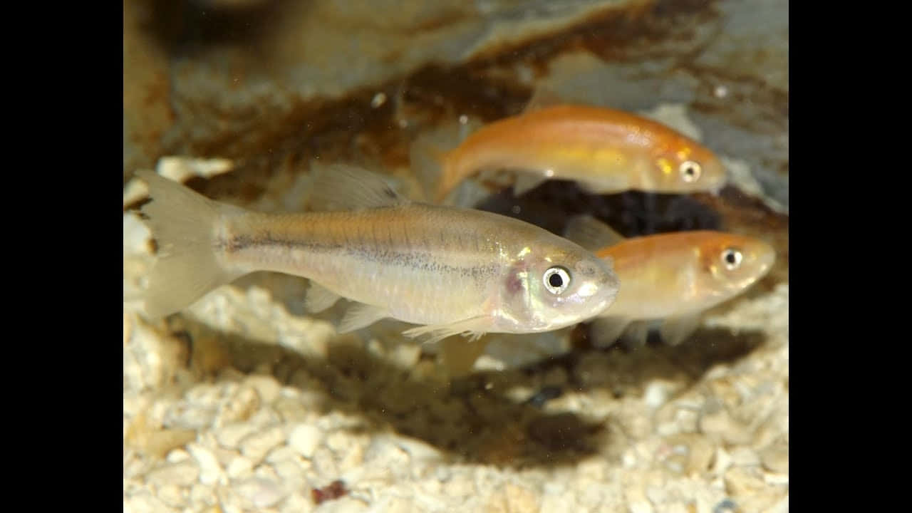  壁紙 — 三條細小半透明的魚在柔和的自然光下，優雅地游過佈滿礫石的河床。