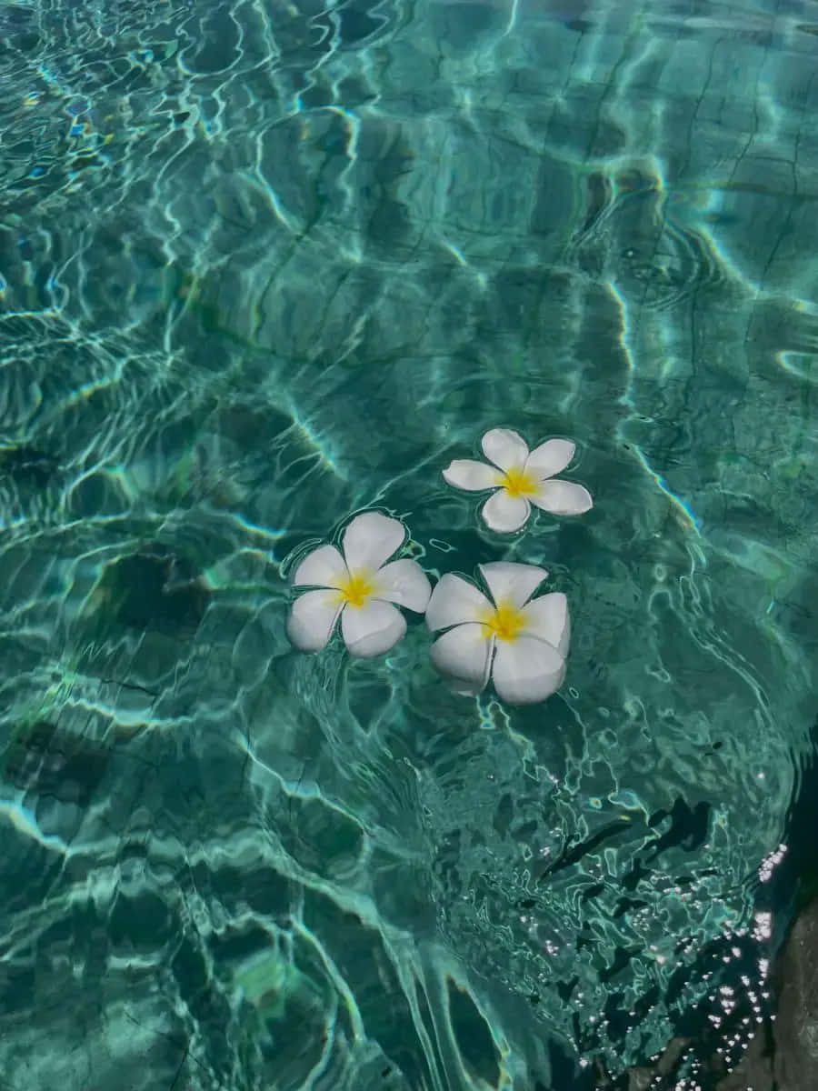  壁紙 — 三朵白色雞蛋花在泛起漣漪的碧綠水面上靜靜漂浮，陽光在水下投射出閃爍的圖案。