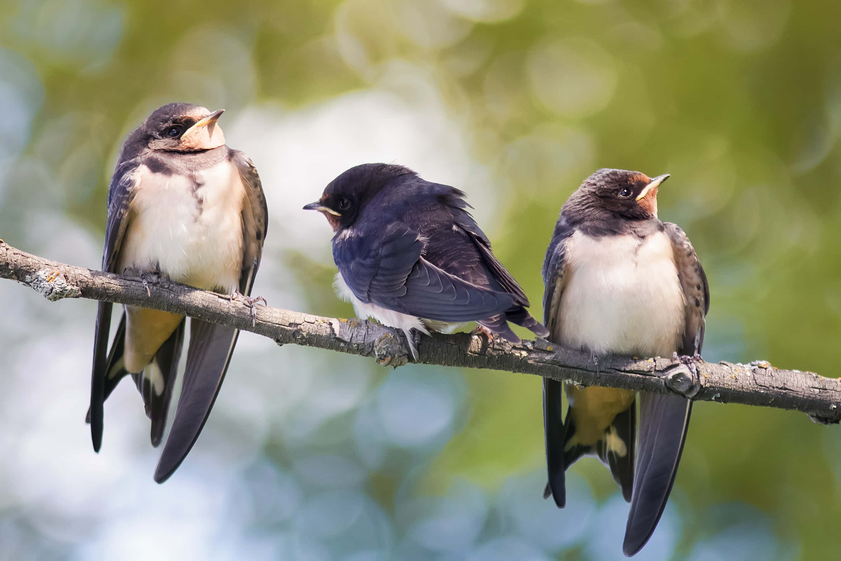 Swallow Bird 桌布 壁紙 — 三隻幼燕棲息在陽光照耀的樹枝上，張開喙，背景是柔和的綠色散景。
