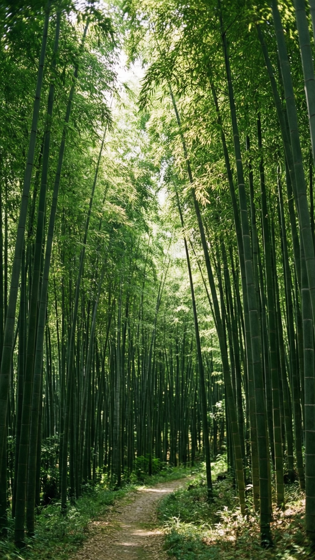 一條蜿蜒的泥土小徑，周圍環繞著高大的綠色竹竿，在斑駁的陽光下。 — 台灣 壁紙