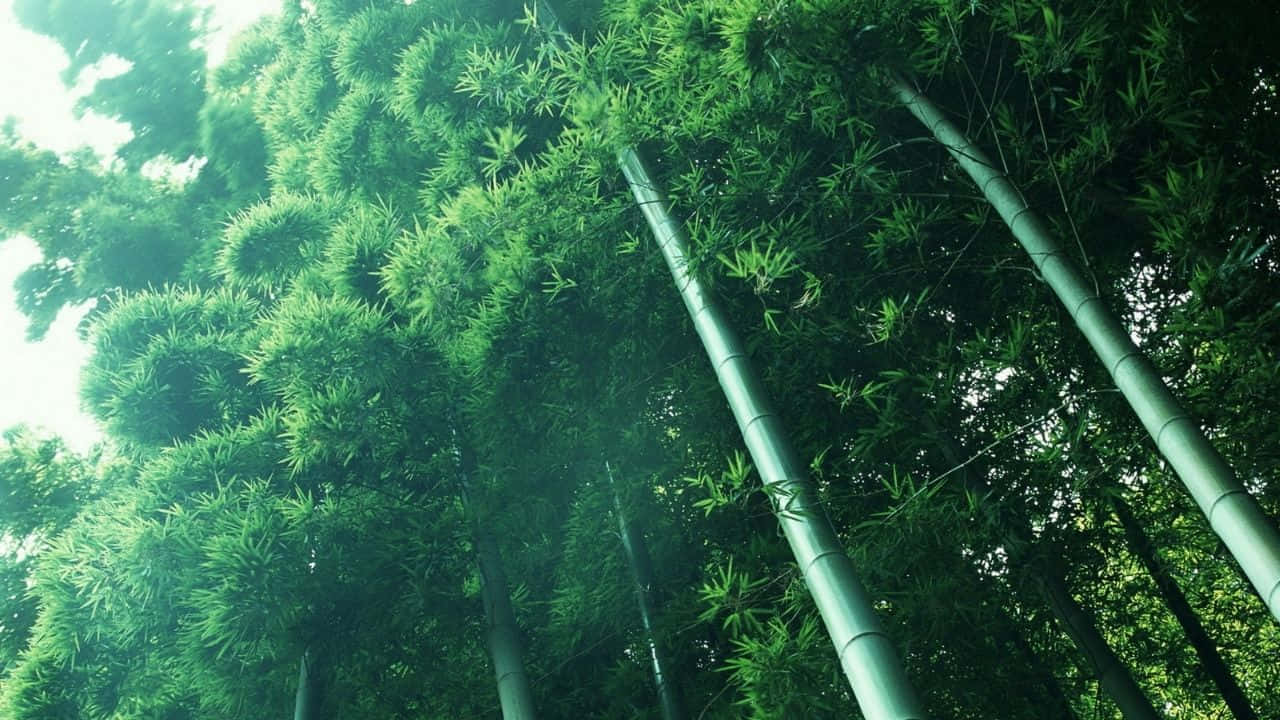  壁紙 — 高聳的竹莖向明亮的天空升起，茂密的綠葉在頭頂形成濃密的樹冠。