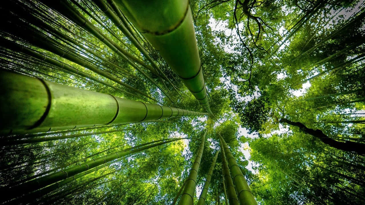  壁紙 — 高聳的竹莖在茂密的森林樹冠中向上伸展，過濾明亮的陽光。