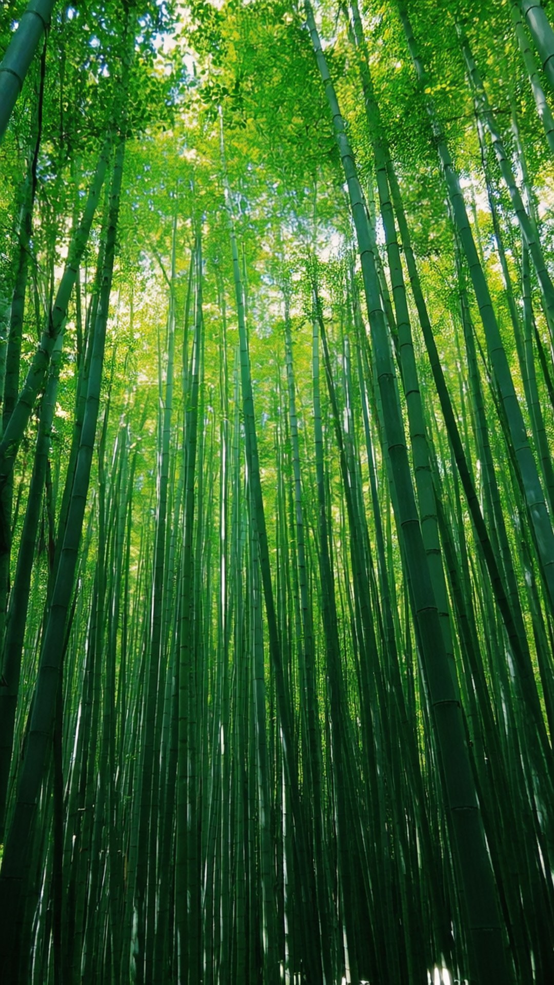 Bamboo Forest Vertical 壁紙 — 高聳的竹莖穿過過濾陽光的鮮綠色樹冠向上延伸。