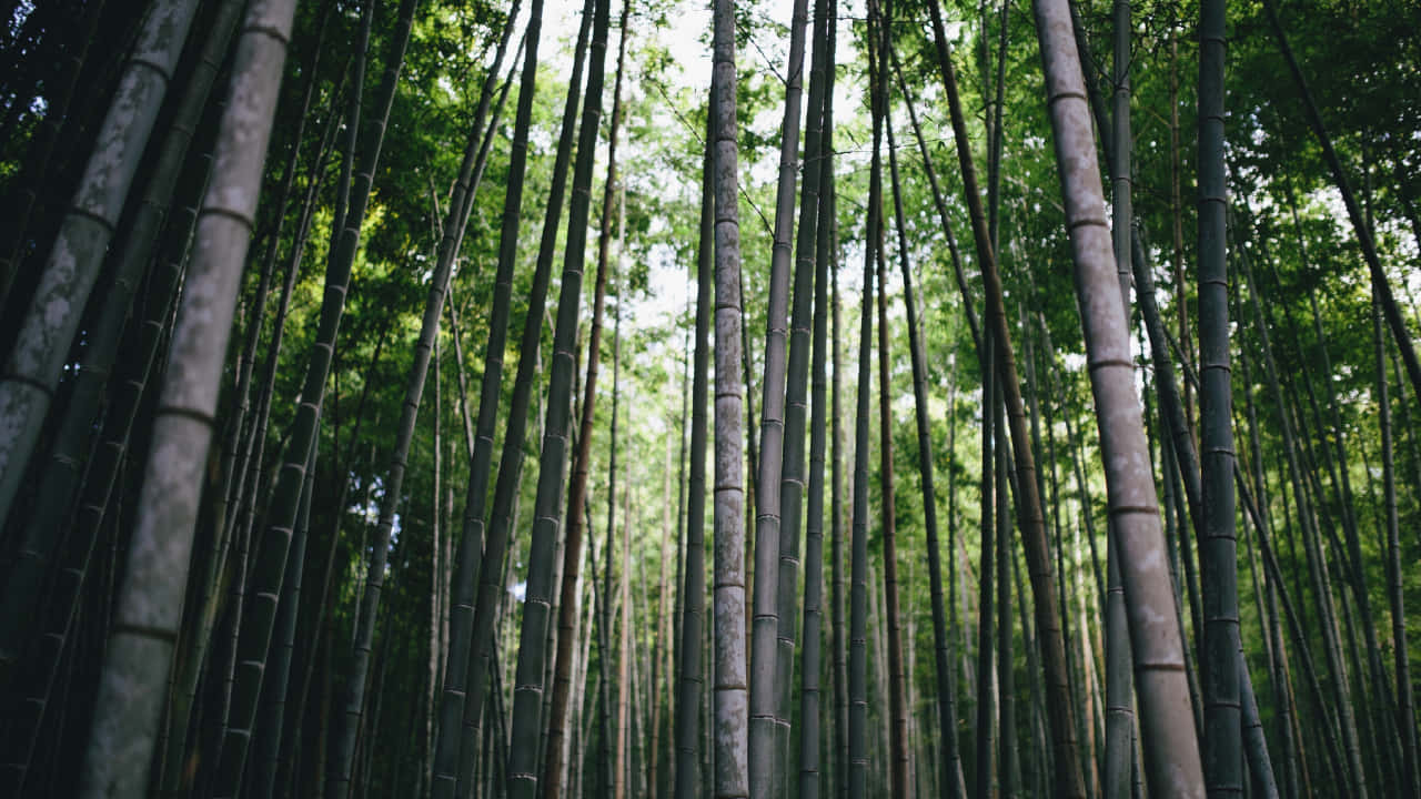  壁紙 — 高聳的竹莖穿過茂密的森林樹冠向上伸展，過濾著柔和的白日光線。