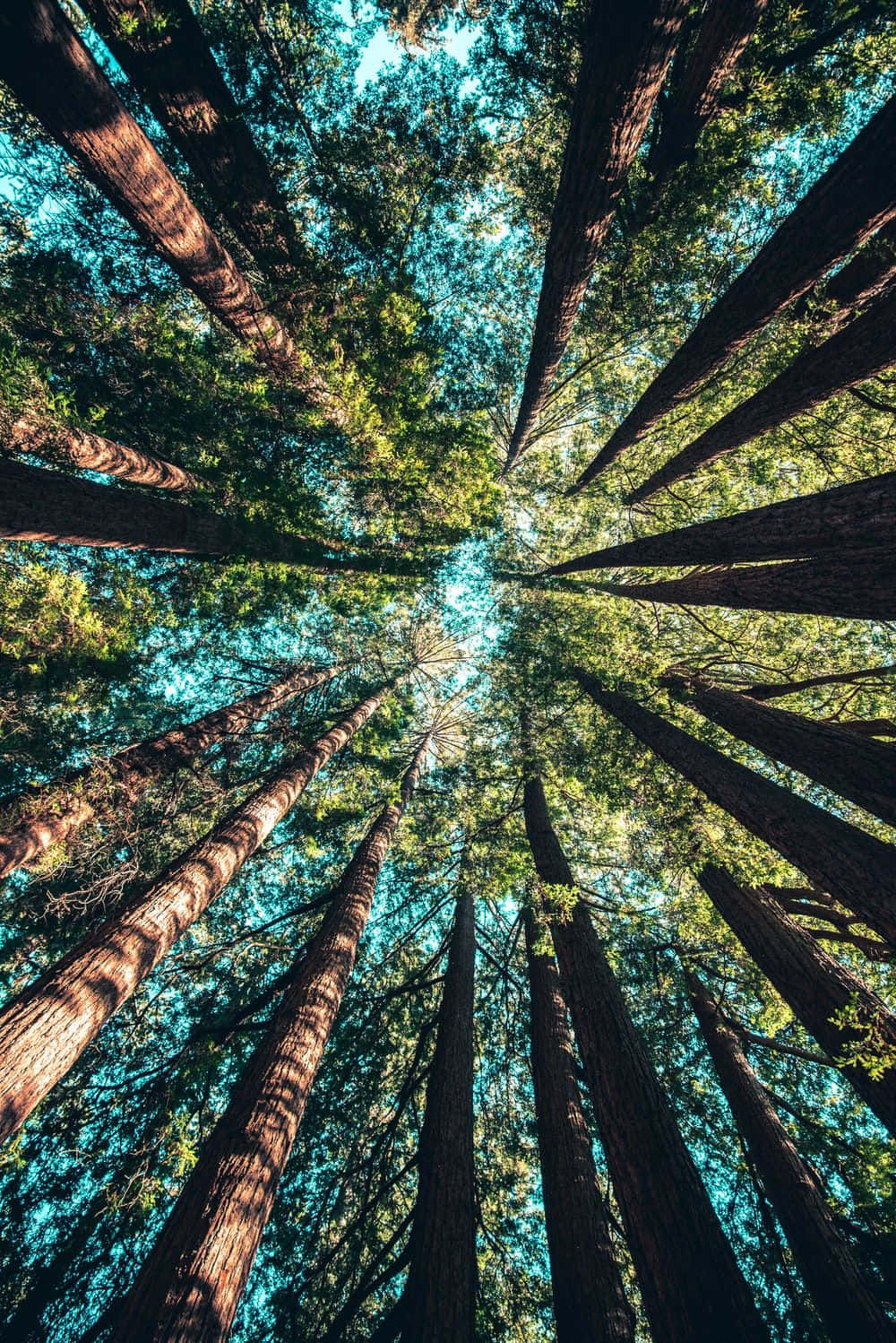 trees 桌布 壁紙 — 高聳的紅杉樹伸向天空，形成大教堂般的樹冠，斑駁的陽光透過充滿活力的綠葉照射下來。
