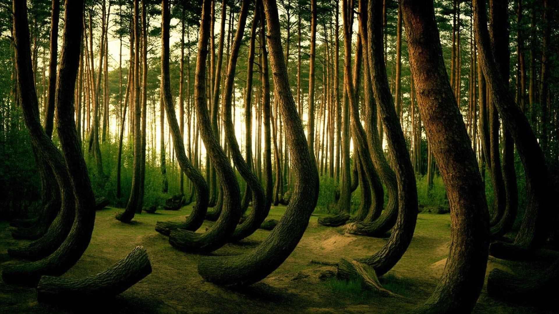 Crooked Forest Mystery 壁紙 — 高聳扭曲的松樹樹幹向內彎曲，朝向穿過森林樹冠的閃爍金色光芒。