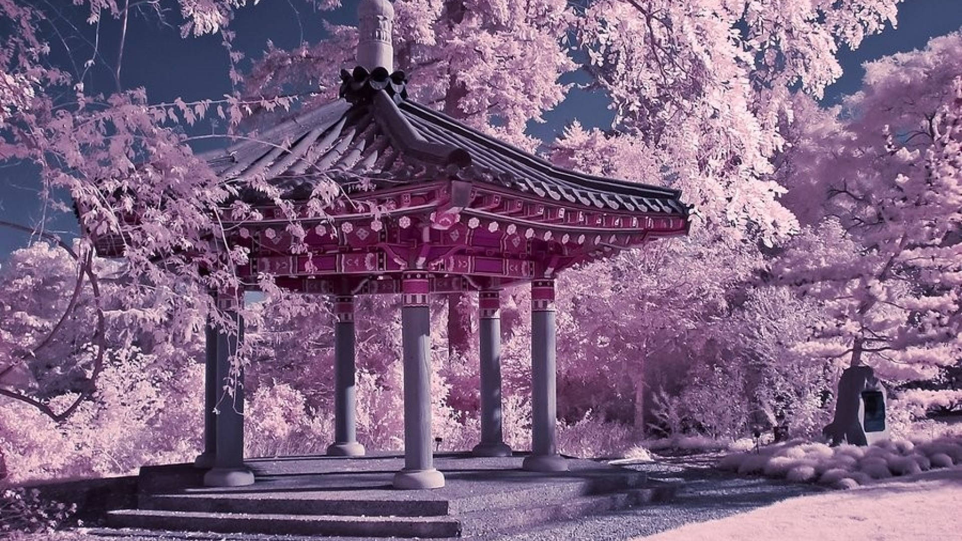 紅外線花園場景中，被樹木環繞的粉紅色亭閣。 — 日本櫻花 壁紙