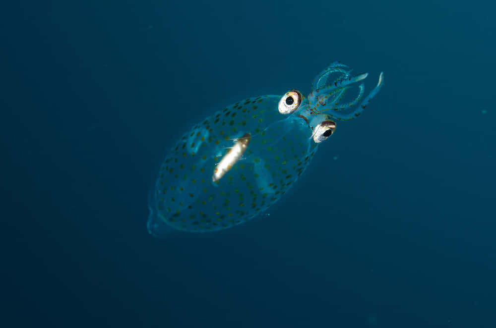  壁紙 — 一隻半透明藍色帶有深色斑點的魷魚在深海水中滑行，嘴裡叼著一條小魚。