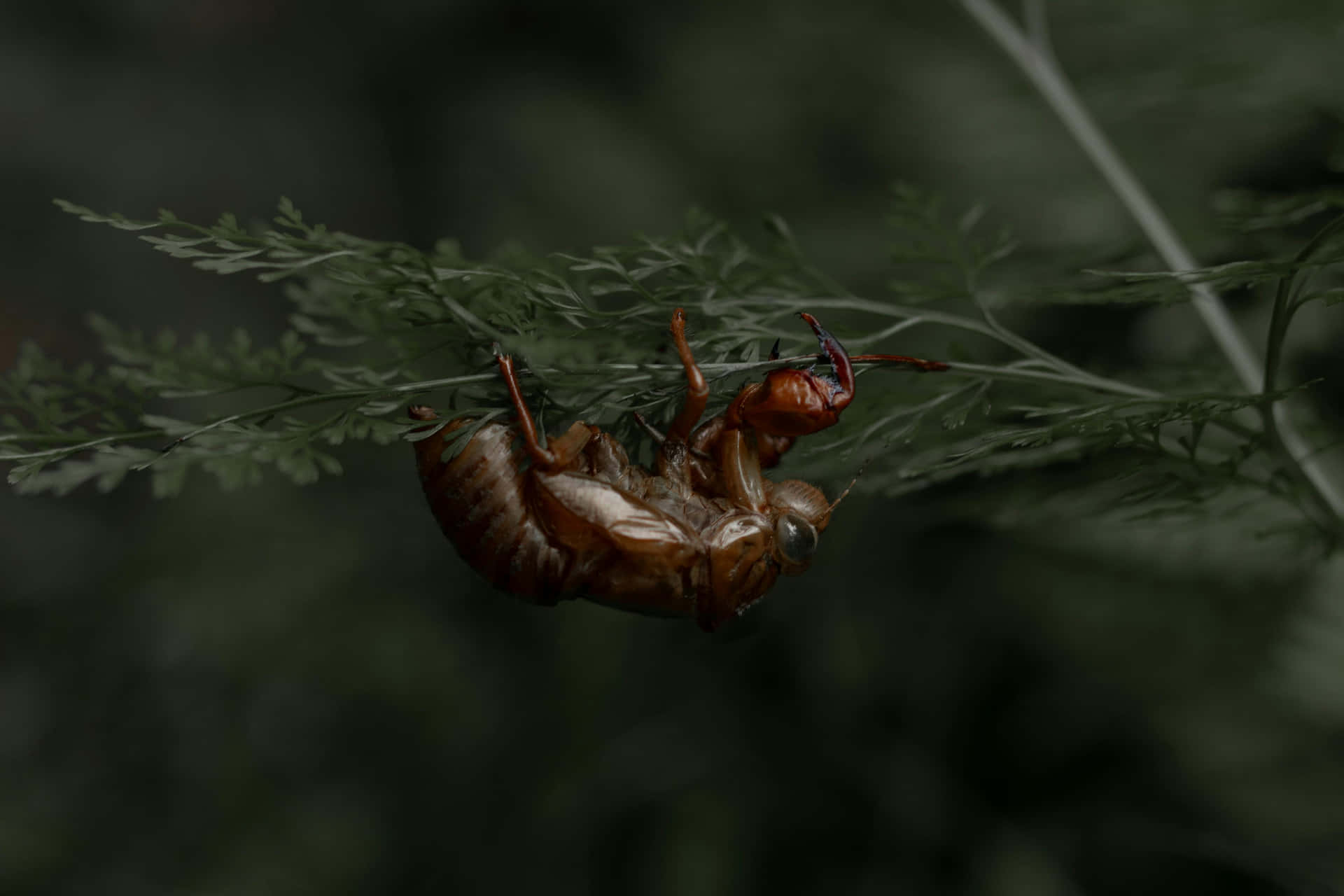  壁紙 — 半透明的棕色蟬殼依附在一片精緻的綠色蕨葉上，背景是模糊的黑暗森林。