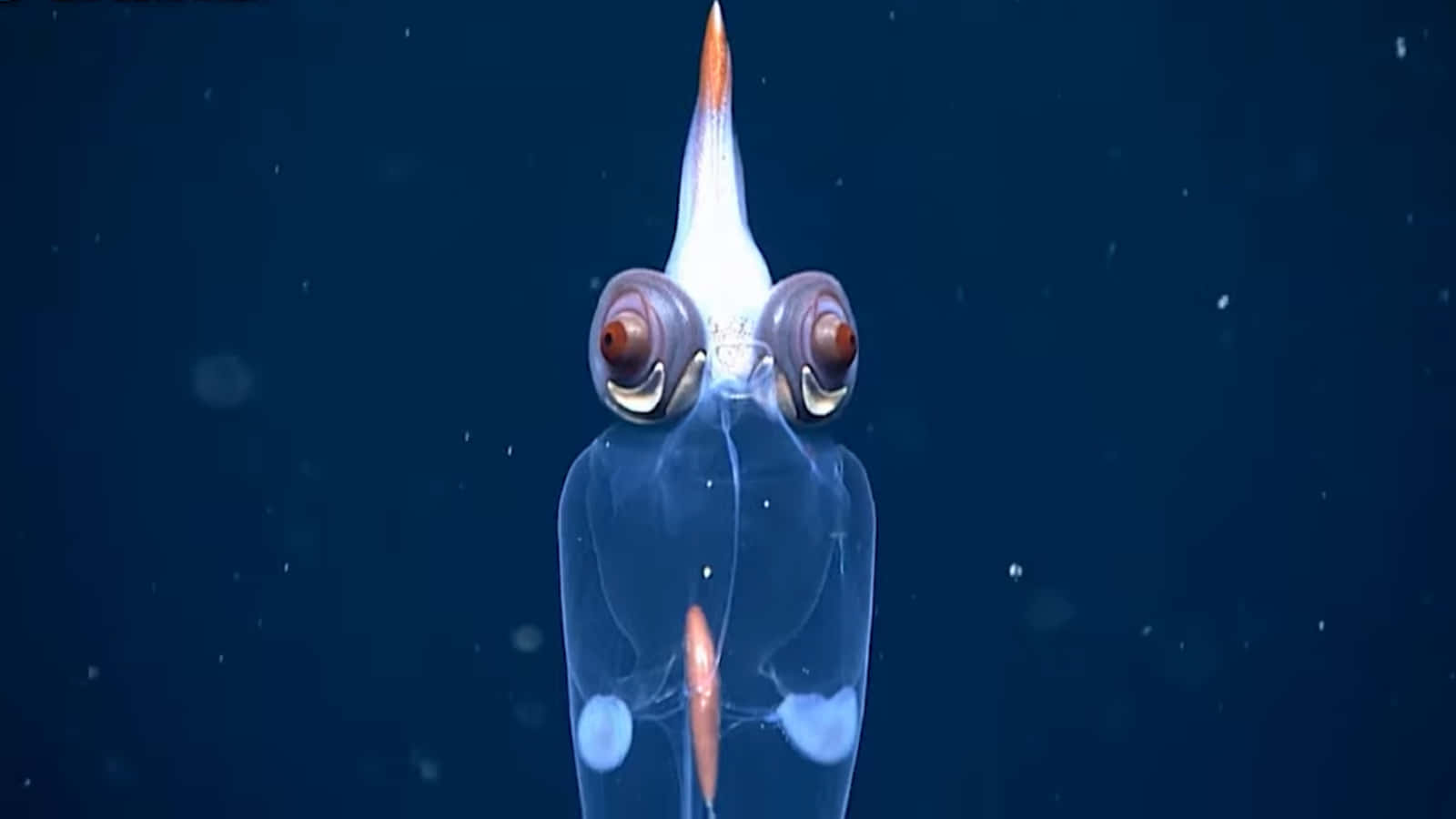  壁紙 — 一隻半透明的深海魷魚，有著凸出的眼睛和橙色尖端的觸手，在深藍色海水中發光。