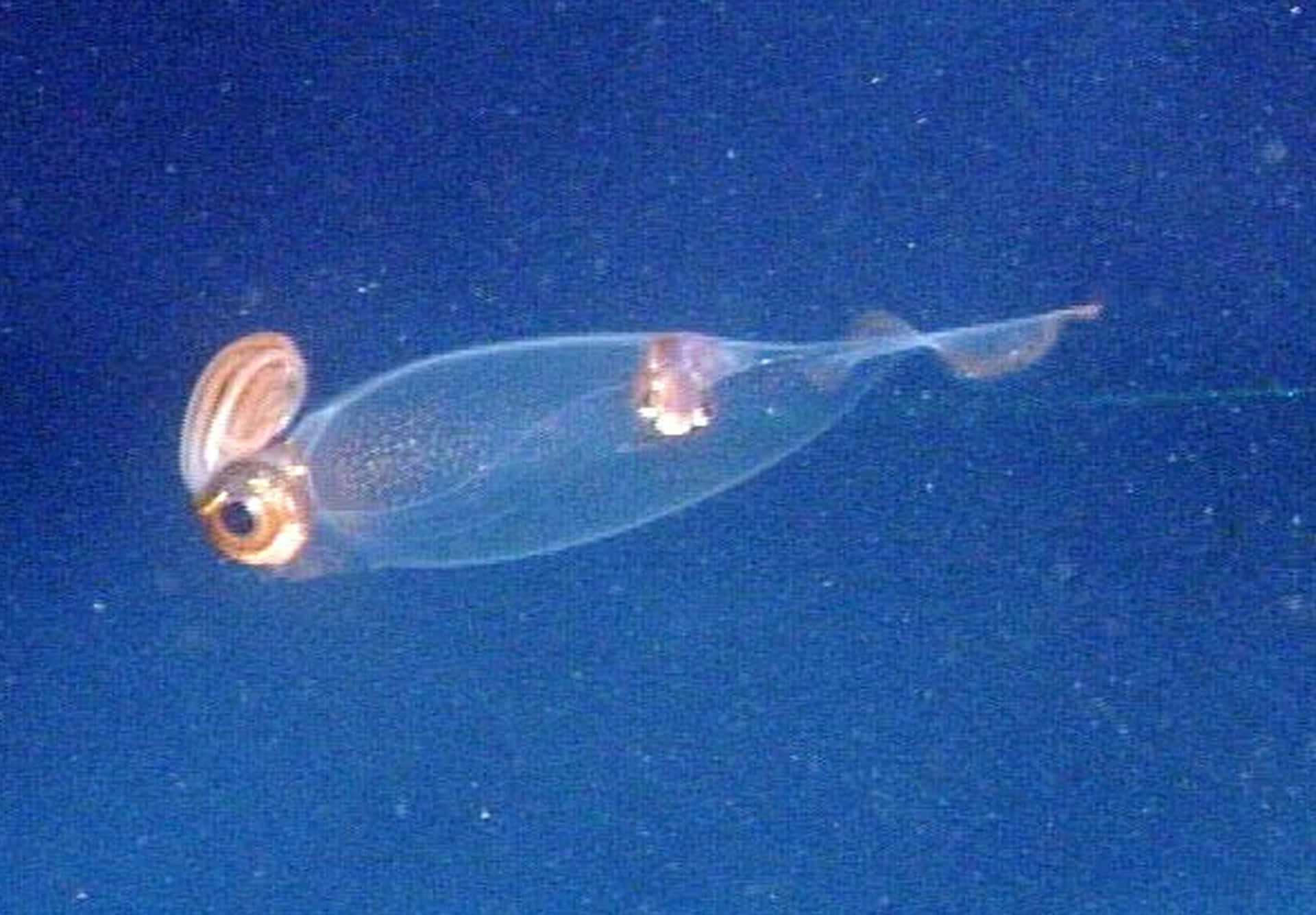  壁紙 — 一隻半透明的玻璃魷魚在深藍色海水中滑行，擁有金色大眼睛和精緻的鰭。