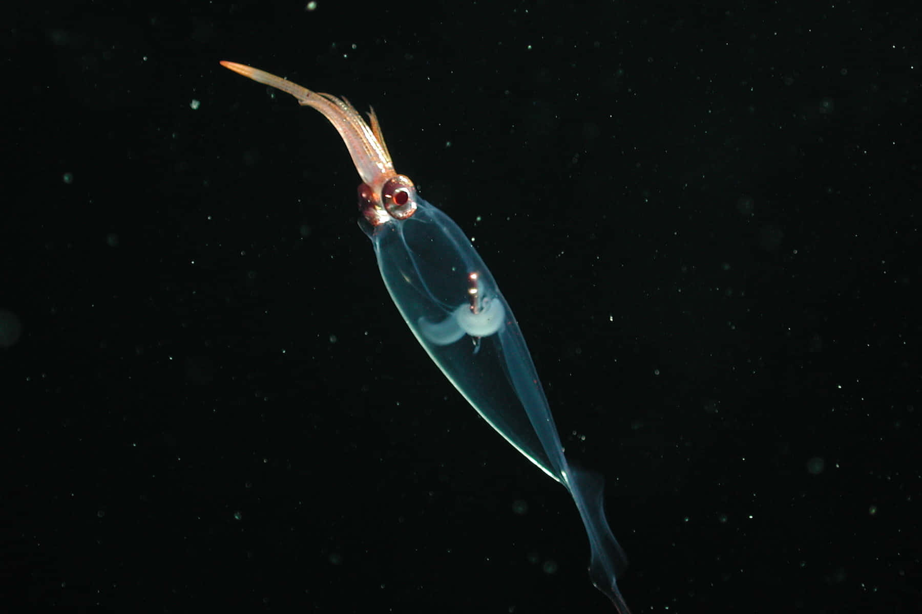  壁紙 — 半透明的玻璃魷魚發光，內部器官在漆黑的海洋背景下清晰可見。