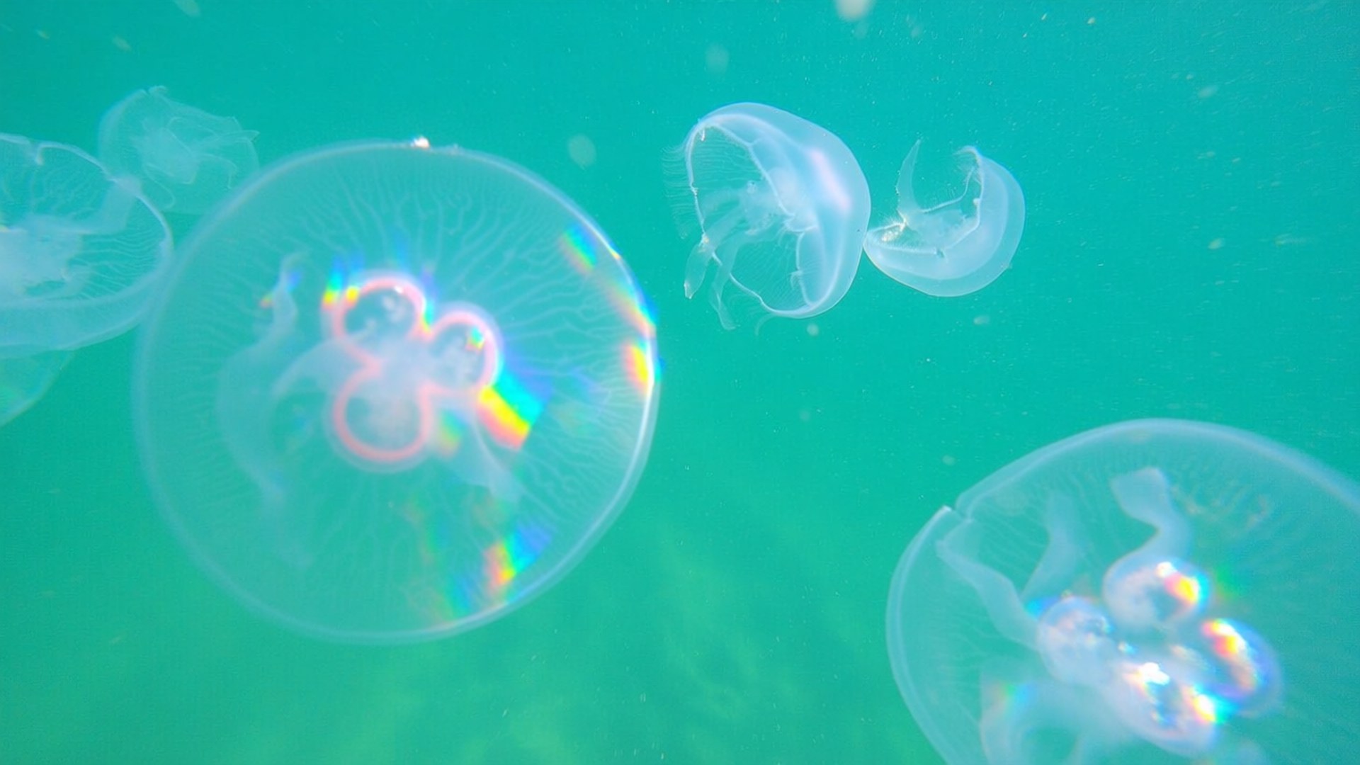 Rainbow Jellyfish Swarm 壁紙 — 半透明水母在藍綠色海水中優雅漂浮，鐘形身體周圍帶有彩虹色光環。