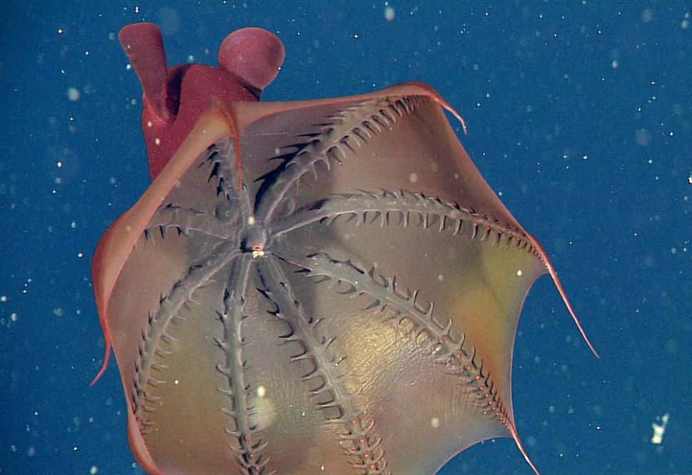 Vampire Squid 桌布 壁紙 — 半透明的紅色水母帶著複雜的放射狀圖案，在佈滿漂浮粒子的深藍色海水中滑行。