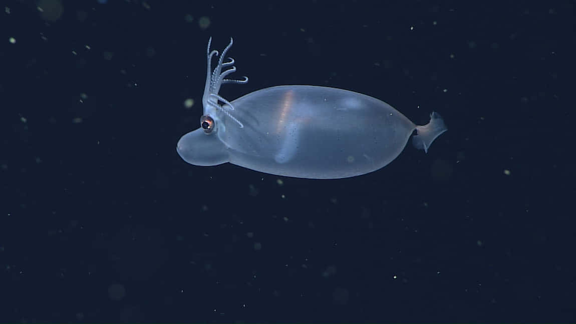  壁紙 — 一隻半透明的魷魚在黑暗的海水中滑行，周圍漂浮著發光的粒子。