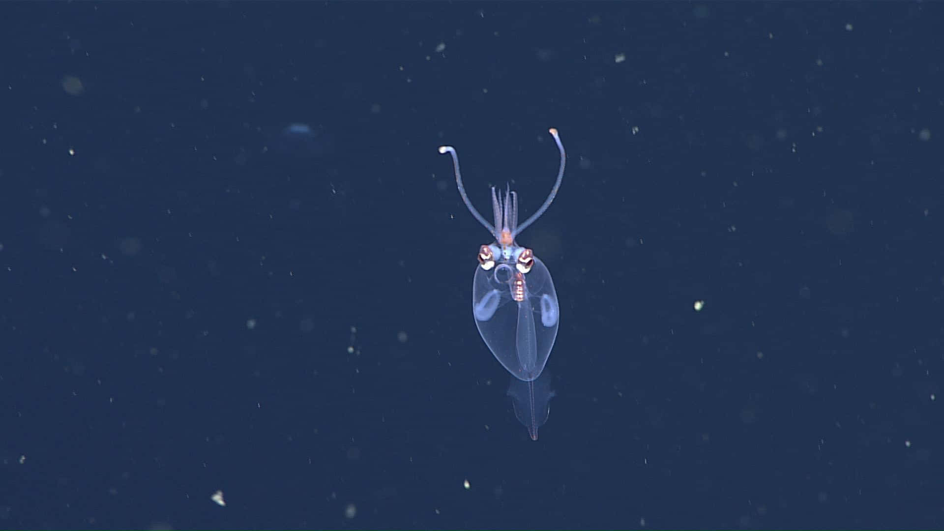  壁紙 — 一隻半透明的魷魚在深藍色海水中滑行，周圍漂浮著微粒。