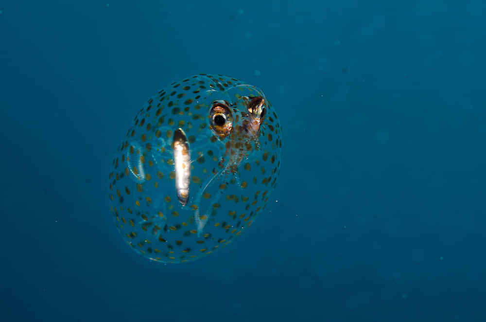  壁紙 — 一條透明斑點翻車魚在深藍色海水中平靜地漂浮，有著一雙好奇的大眼睛。