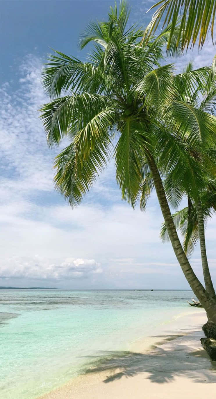 Beach Holiday 桌布 壁紙 — 熱帶天堂，棕櫚樹在碧綠海水和白色沙灘上搖曳，頭頂是明亮的藍天。