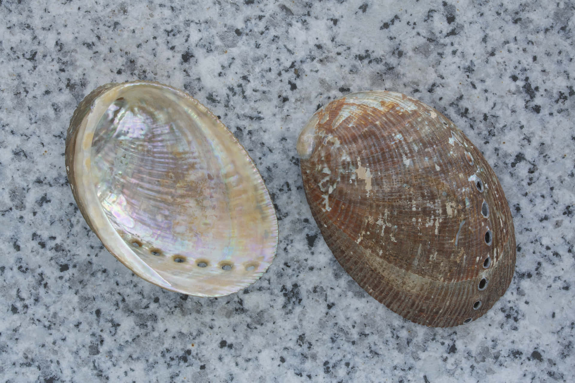  壁紙 — 兩個鮑魚殼，一個打開露出彩虹色內部，另一個閉合，擱在斑點灰色花崗岩上。