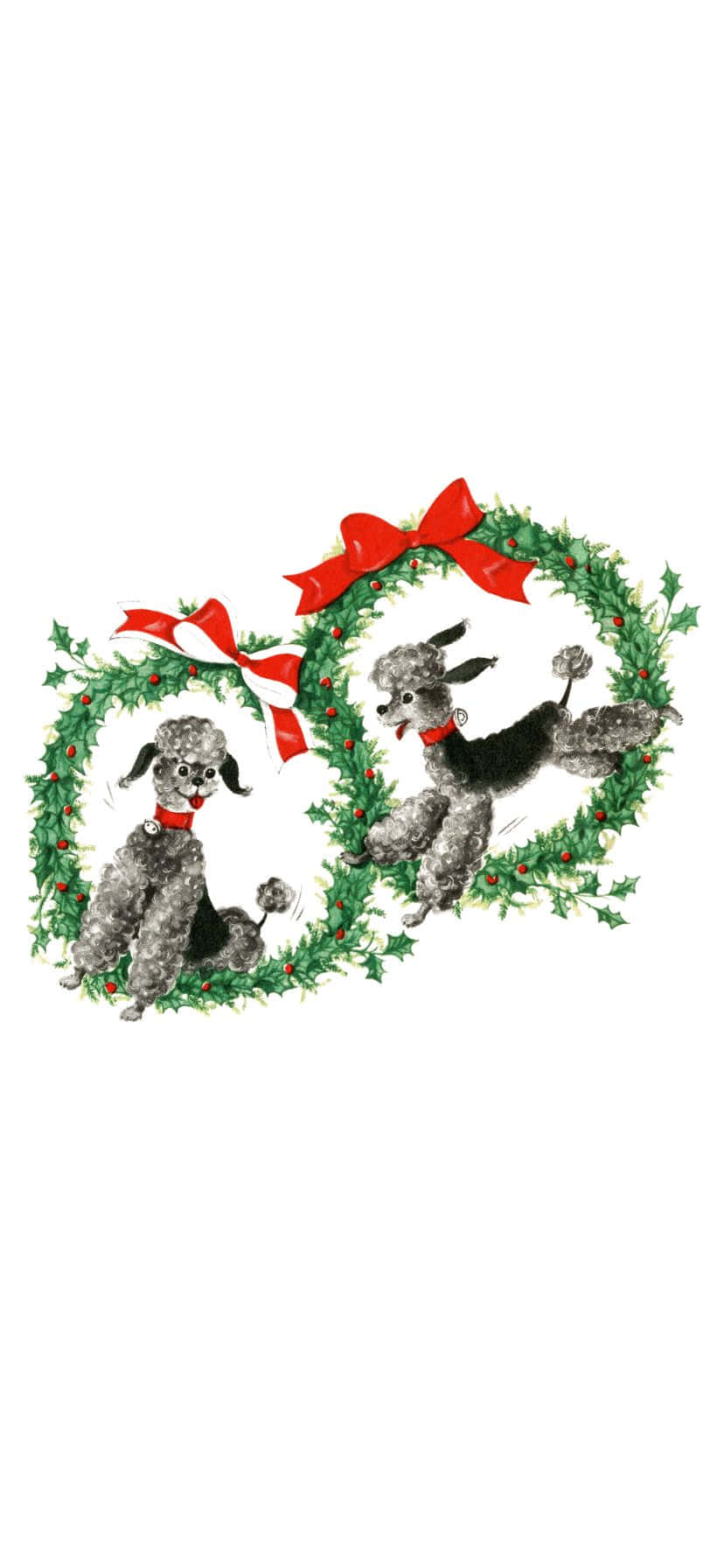  壁紙 — 兩隻黑色貴賓犬戴著節日花環和紅色蝴蝶結，在白色背景上坐著和跳躍。
