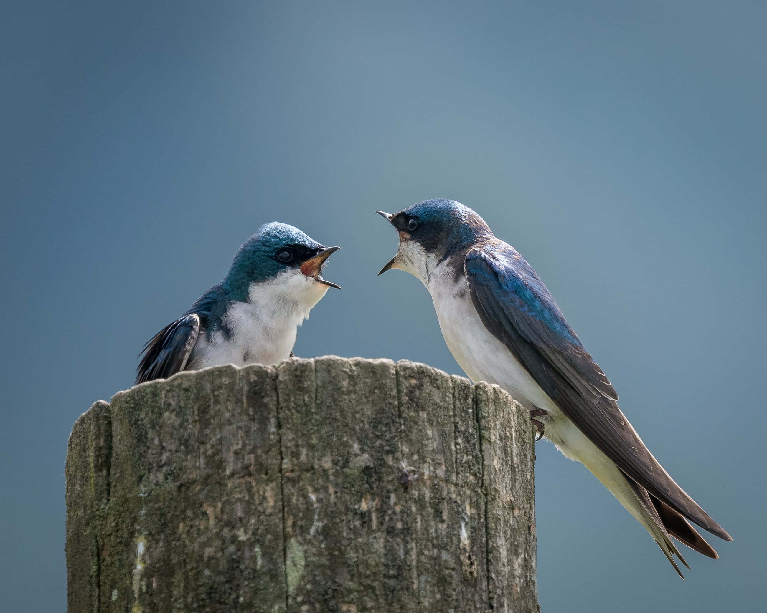 Swallow Bird 桌布 壁紙 — 兩隻藍色燕子棲息在風化的木柱上，背景是柔和的藍天，喙張開，好像在互相呼喚。