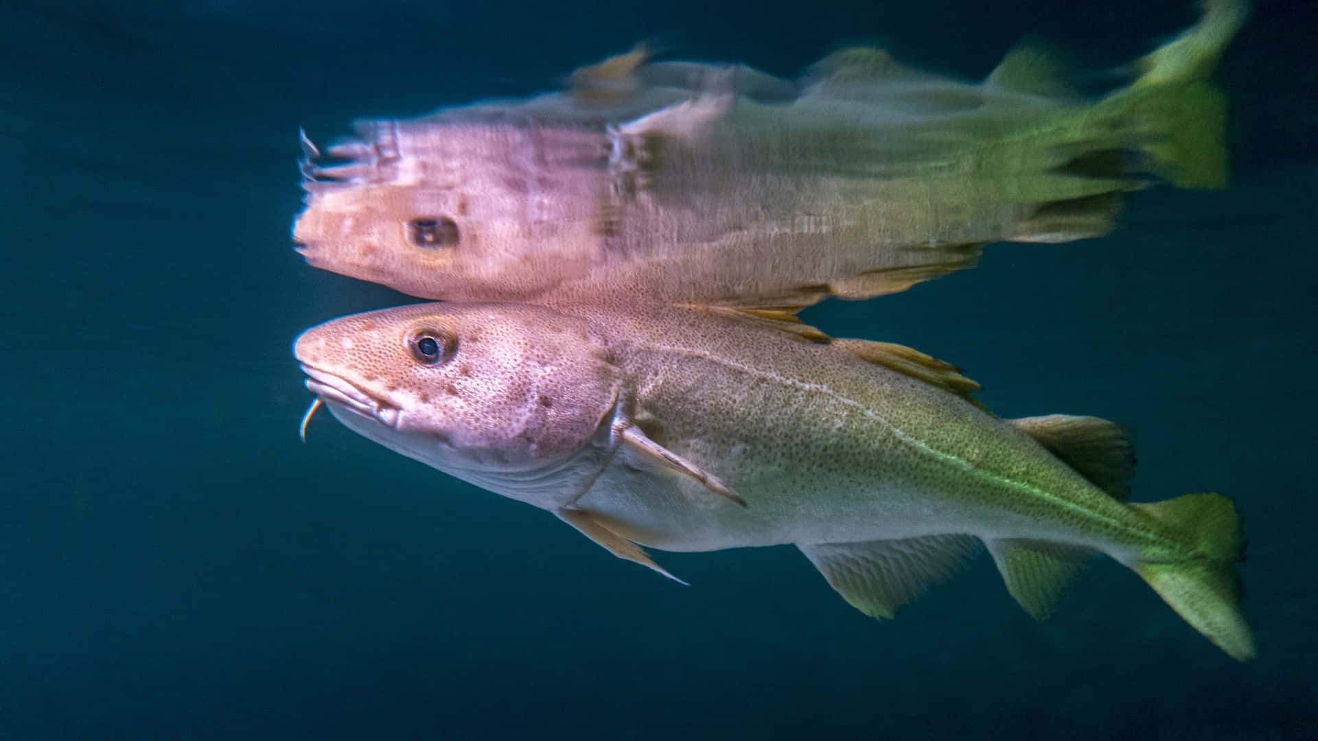  壁紙 — 兩條鱈魚在深藍色海水中優雅滑行，魚鰭後方帶有柔和動態模糊效果。