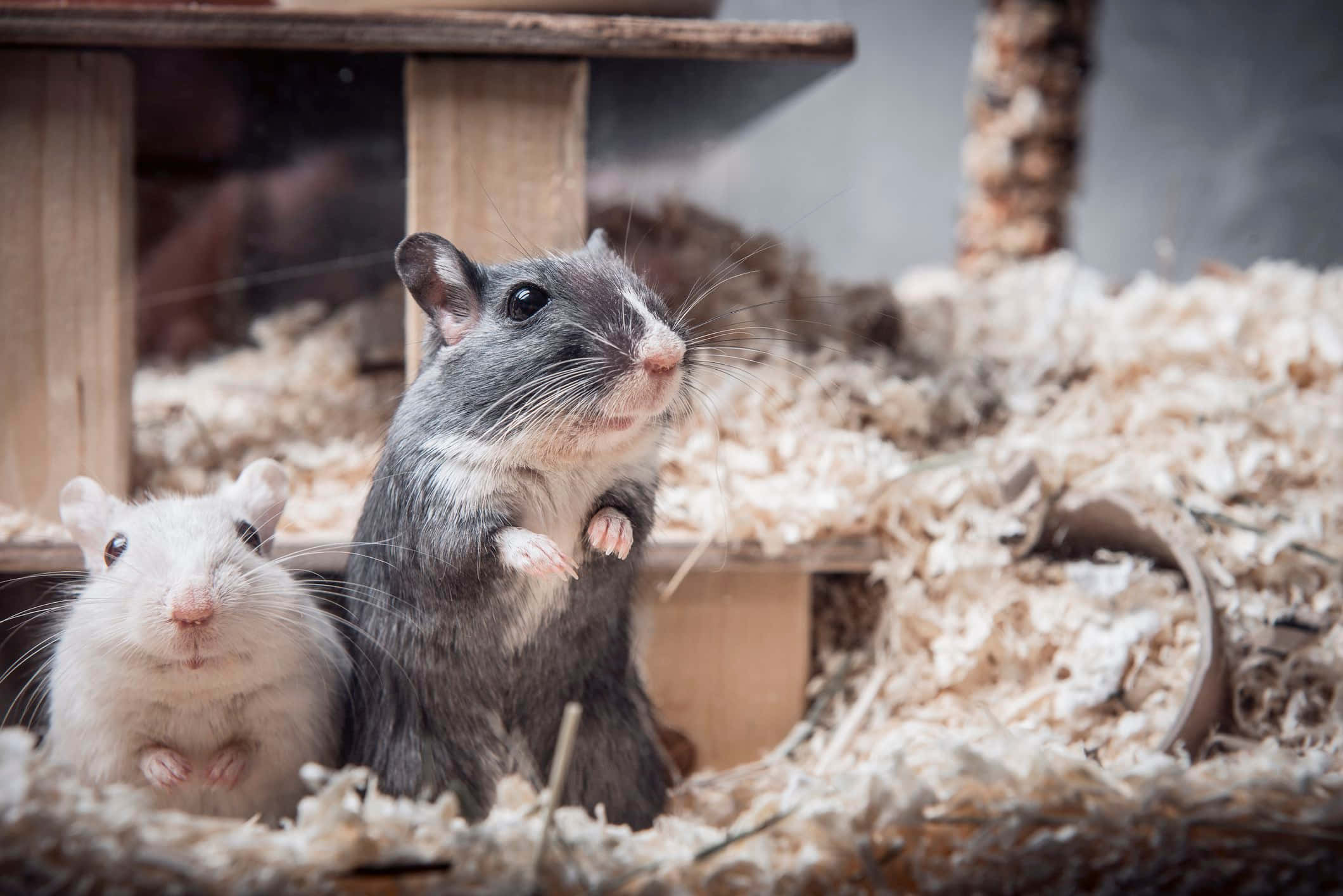 Gerbil 桌布 壁紙 — 兩隻好奇的倉鼠，一隻灰色和一隻白色，在一個裝滿木屑的木製圍欄中坐直。