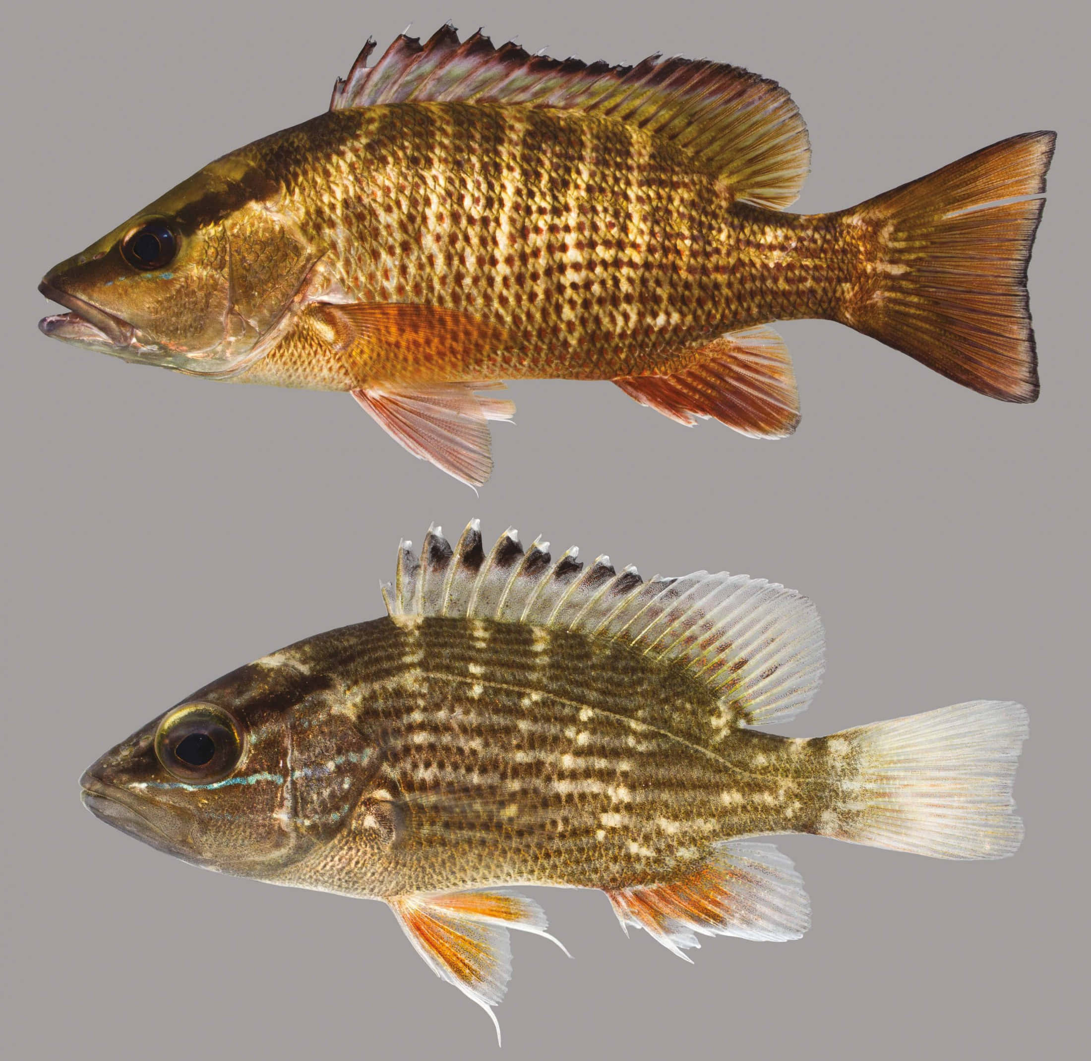 Snapper 桌布 壁紙 — 兩個詳細的魚類標本，具有紋理鱗片和圖案鰭，顯示在灰色中性背景上。