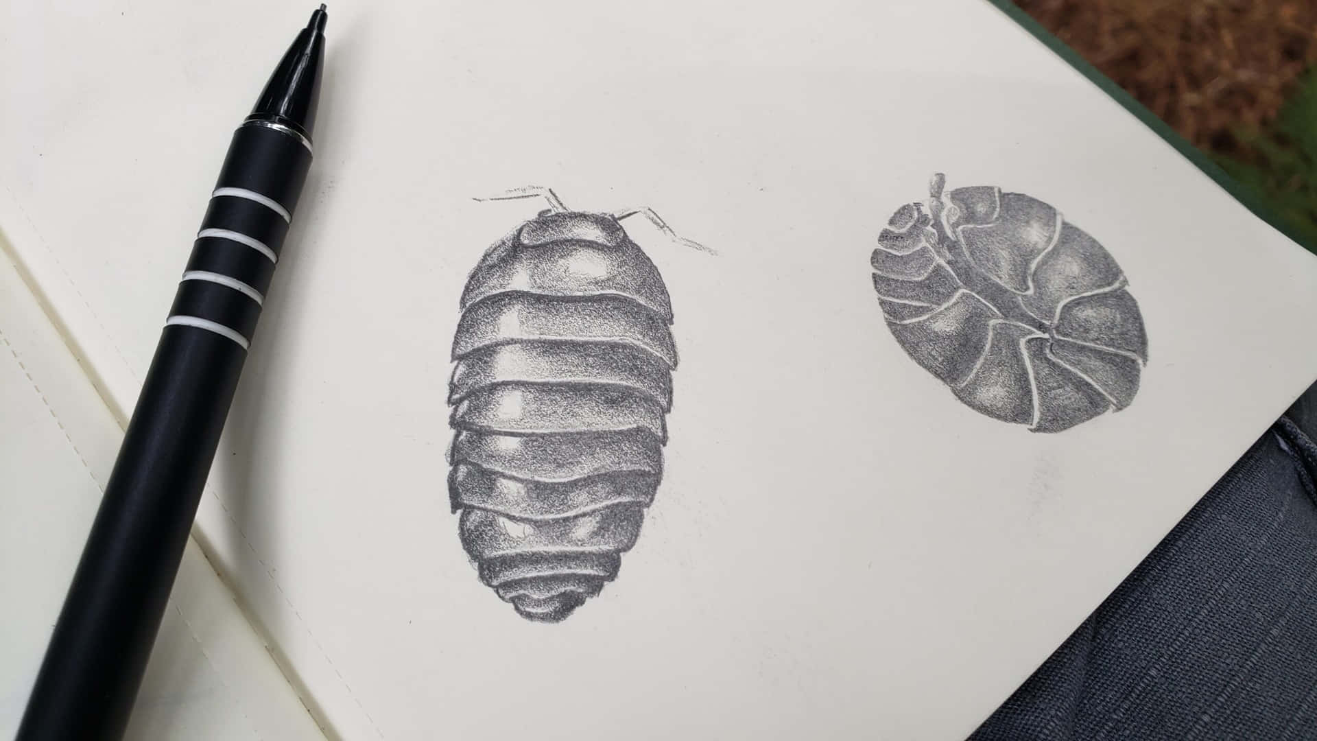  壁紙 — 兩幅詳細的鉛筆素描，畫了鼠婦在素描簿頁面上，旁邊有一支黑色筆。