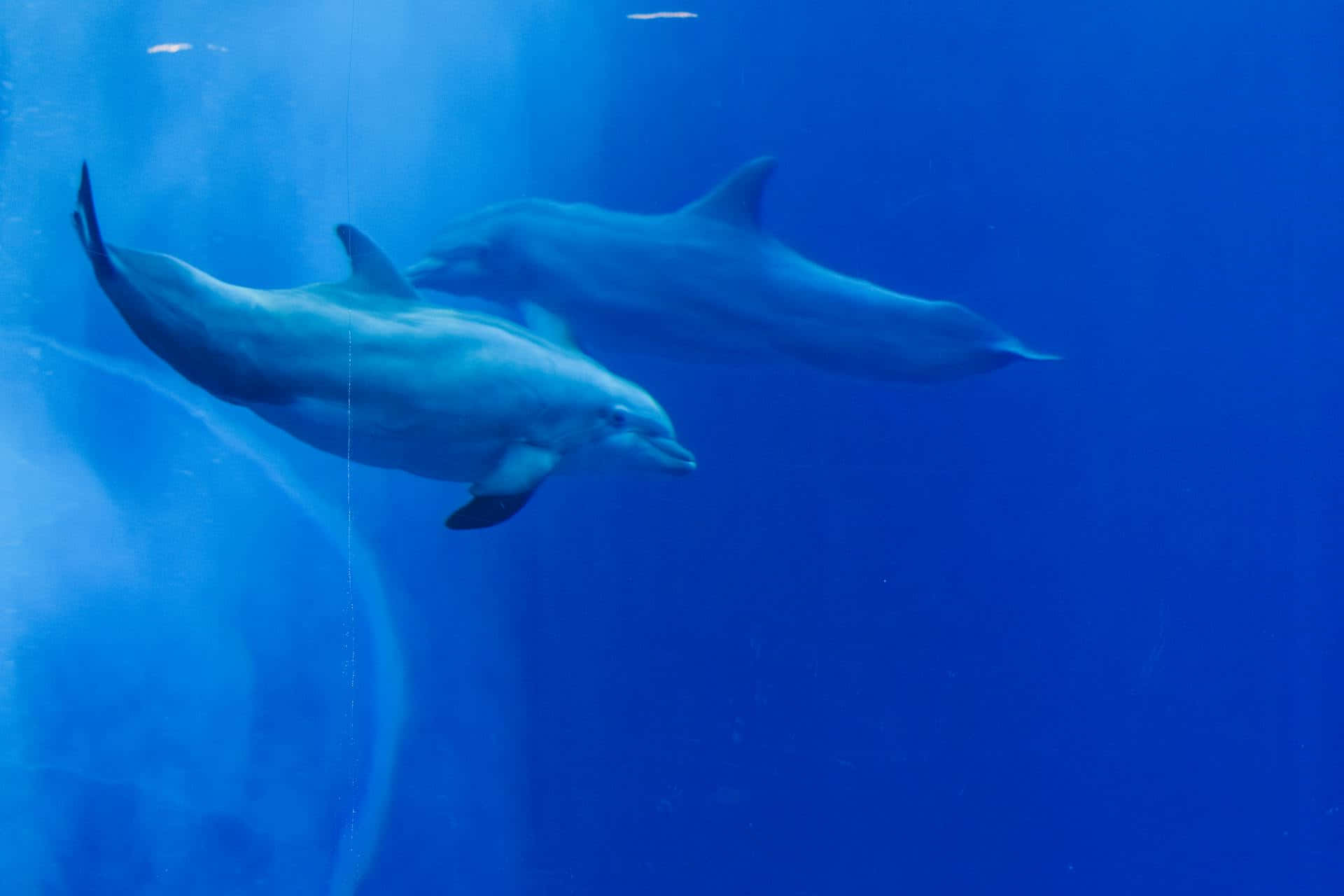  壁紙 — 兩條海豚在清澈的水族箱中優雅地滑過深藍色的水。