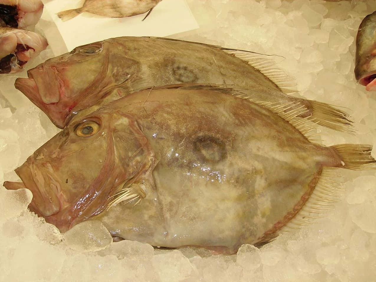  壁紙 — 兩條新鮮的比目魚放在碎冰床上，在海鮮市場中展現閃亮的鱗片和大眼睛。